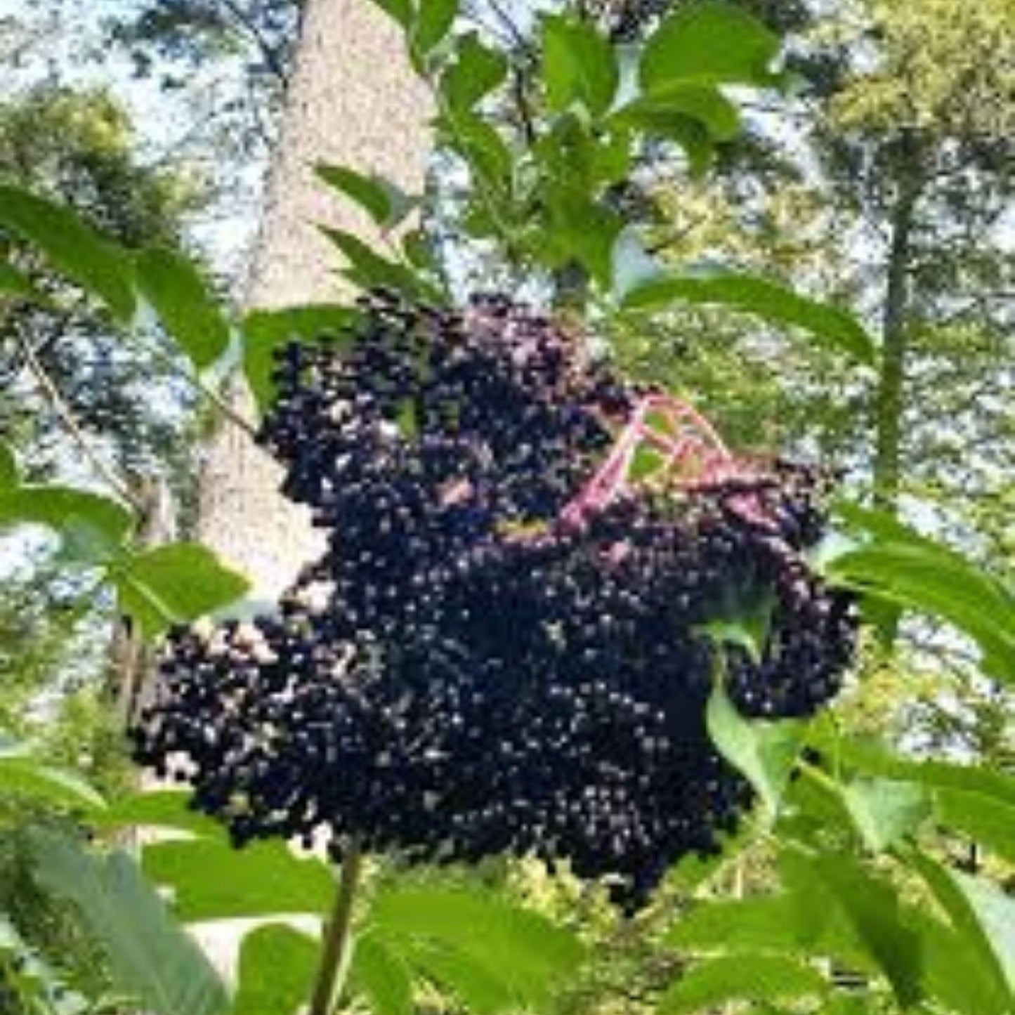 Elderberry Cuttings Unrooted Sambucus Bush Shrub Perennial Medicinal Plant for Gardening and Landscaping