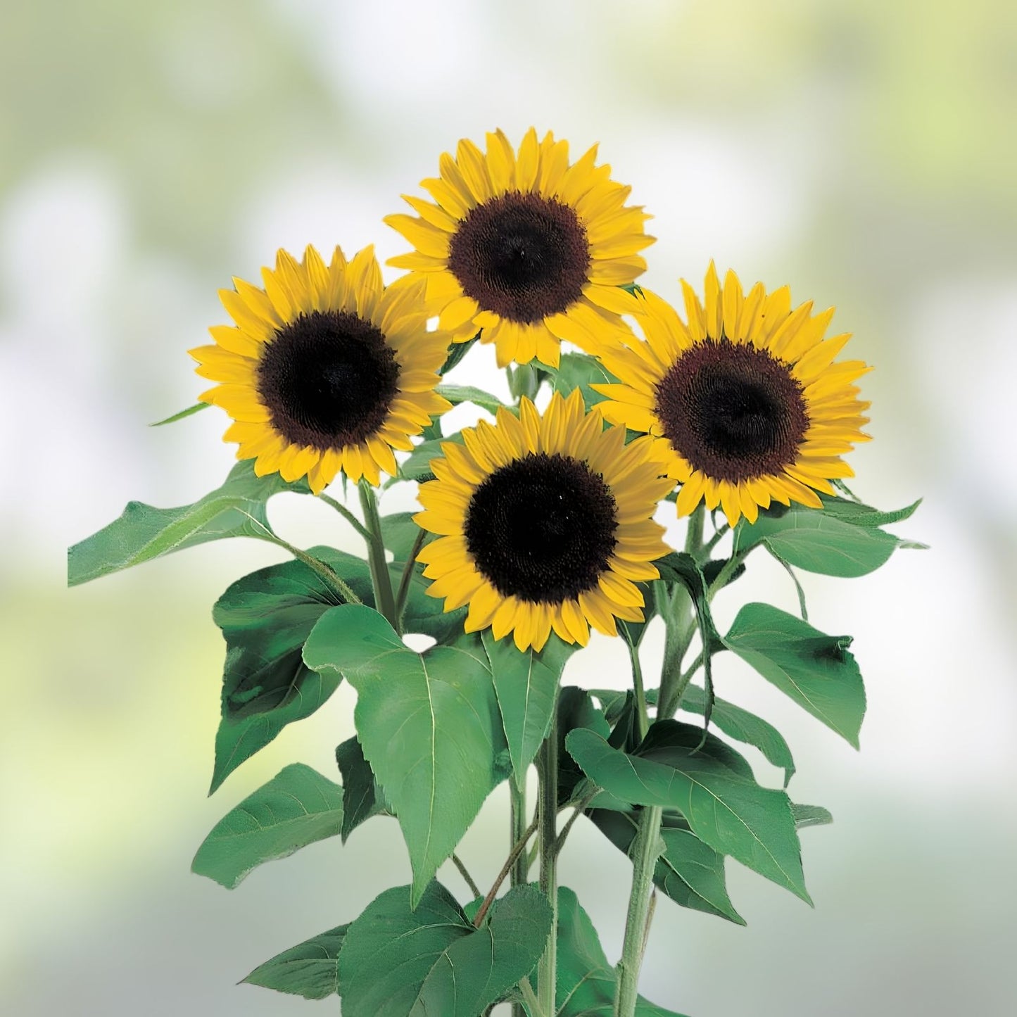 Sunflower Seeds for Planting Bulk Mix Heirloom Non-GMO 15 Varieties Helianthus annuus