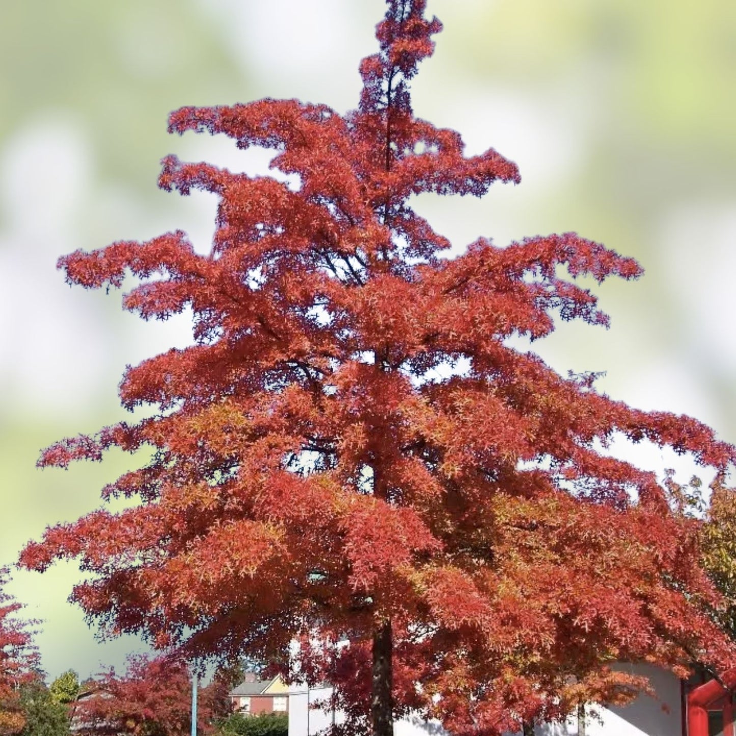 Scarlet Oak Tree Seedlings 12-18" Quercus coccinea for Planting, Deciduous Tree, Autumn Foliage, Native Hardwood Seedlings