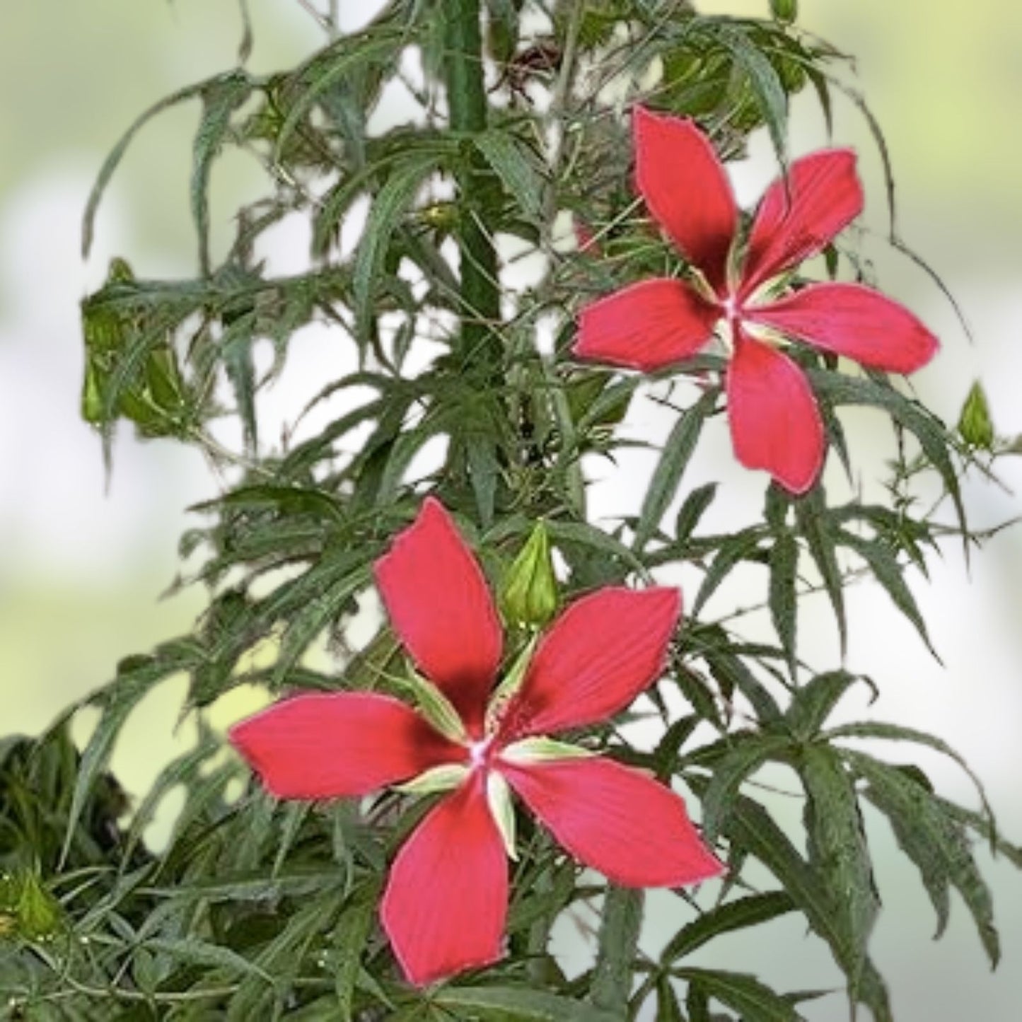 Texas Star Hibiscus Seeds 50 Pack - Red Flowering Perennial Hibiscus coccineus Seeds for Garden Planting