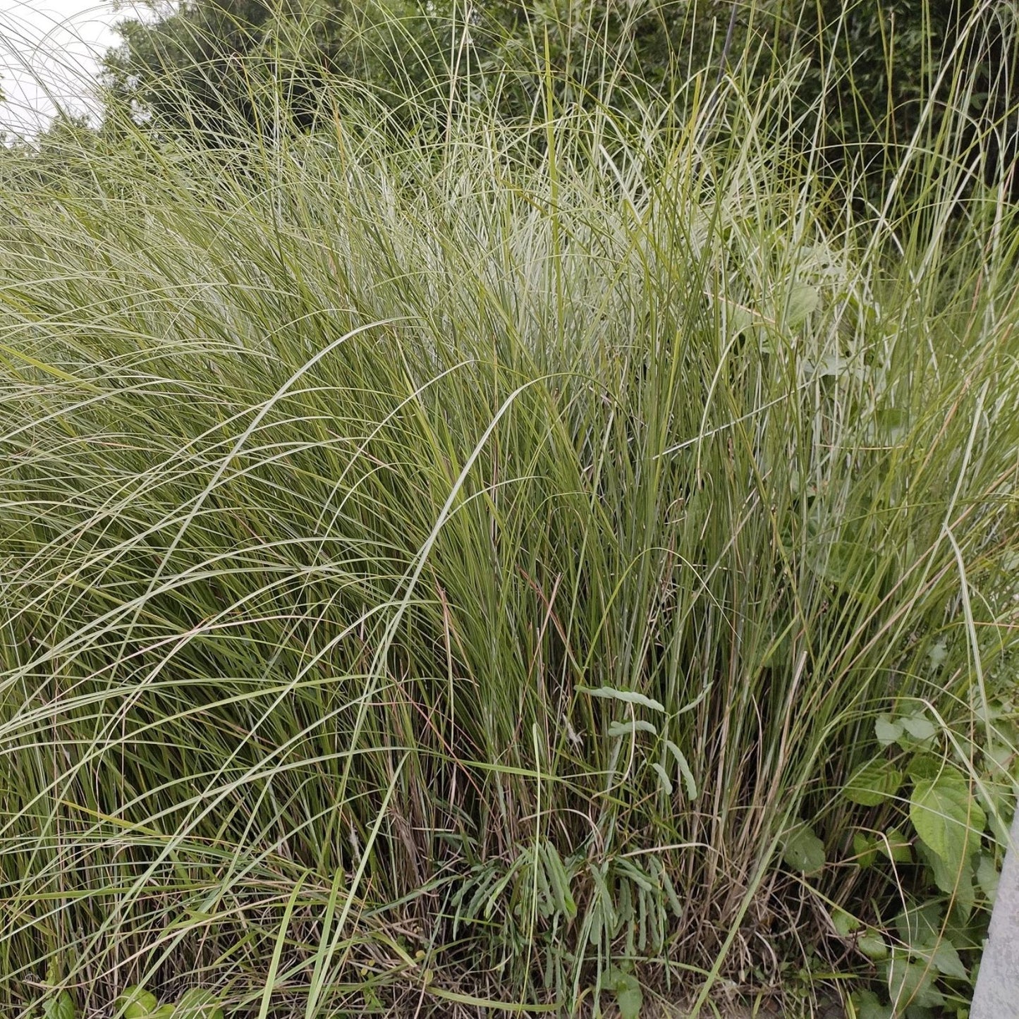 Weeping Lovegrass Seeds 1000+ Bulk Ornamental Grass Seeds for Landscaping Erosion Control Eragrostis curvula