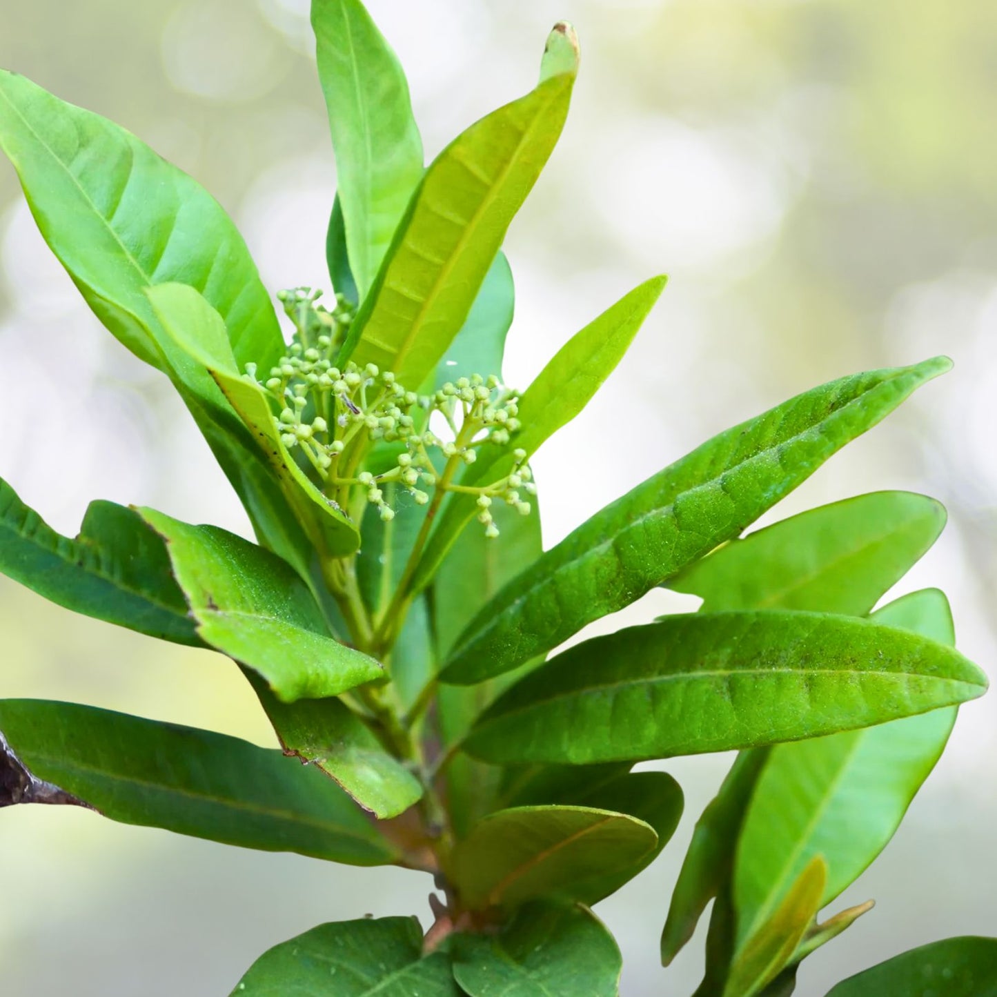 AllSpice Plant 4” Pot - Pimenta dioica - Aromatic Culinary Spice Plant for Home Gardens