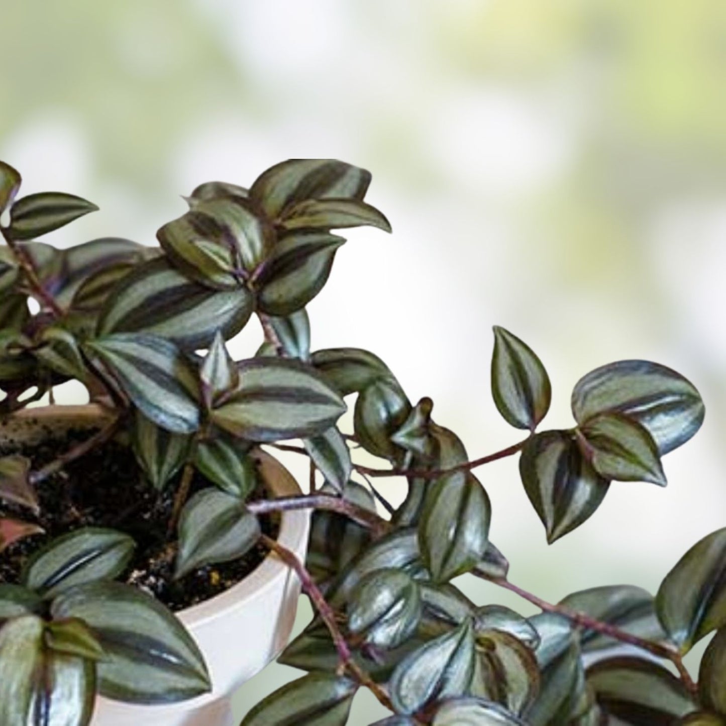 Wandering Jew Plant Cuttings - 10 Rooted Tradescantia zebrina - Indoor Houseplant, Easy Care, Vibrant Purple and Silver Foliage