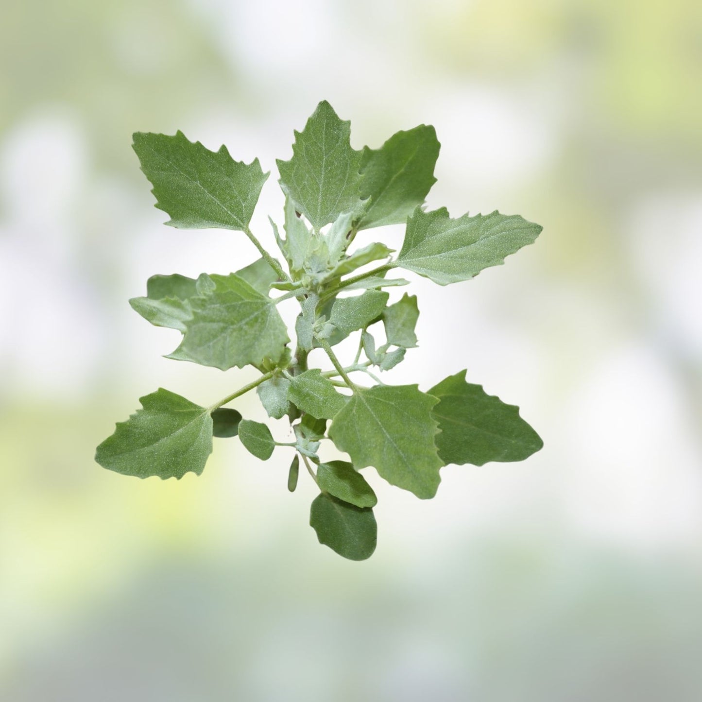 Lambsquarters Seeds for Planting 100 Pack – Chenopodium Album Edible Greens Organic Non-GMO Heirloom