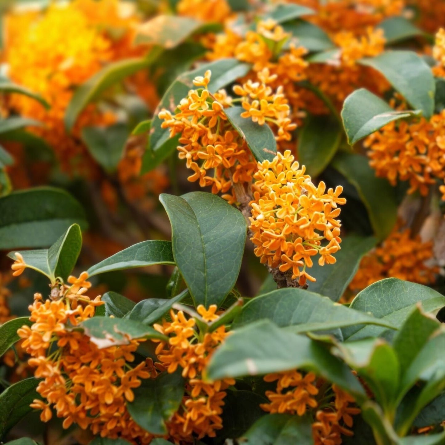 Fragrant Tea Olive Plant Rooted Starter Osmanthus fragrans Apricot Echo Variety Garden Shrub