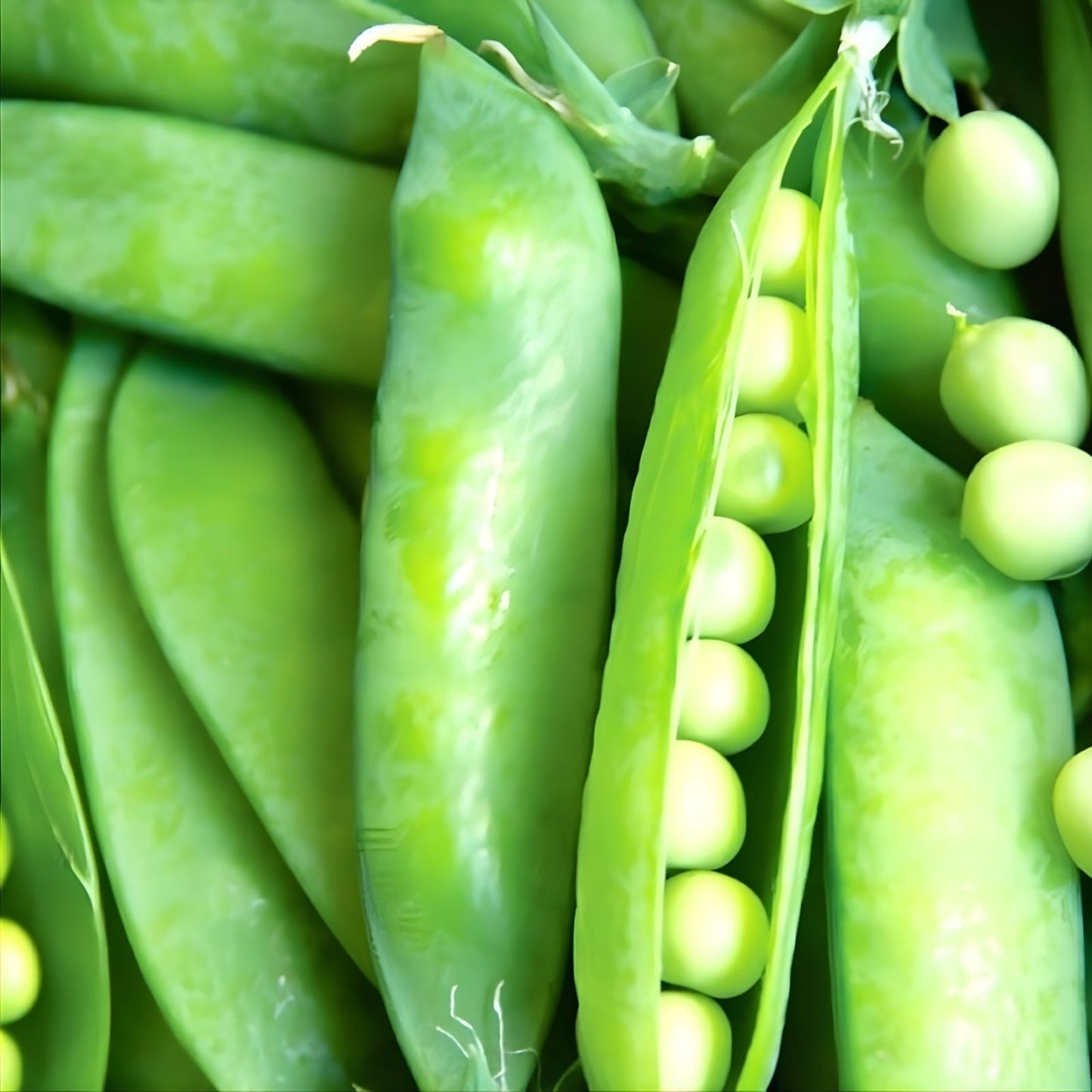 Heirloom Lincoln Pea Seeds – Non-GMO Organic Vegetable Seeds for Fresh Peas, Pisum sativum, 20+ Seeds