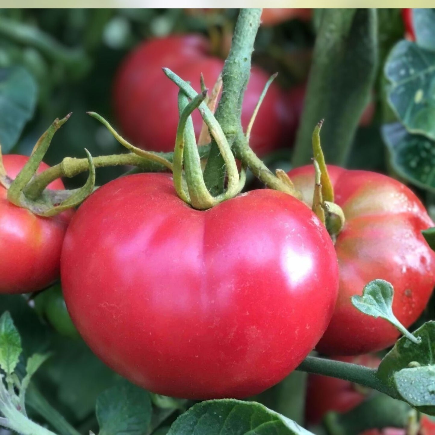 Tomato Seeds 100 Count – Bradley Pink Heirloom Dark Pink Tomatoes – Solanum lycopersicum