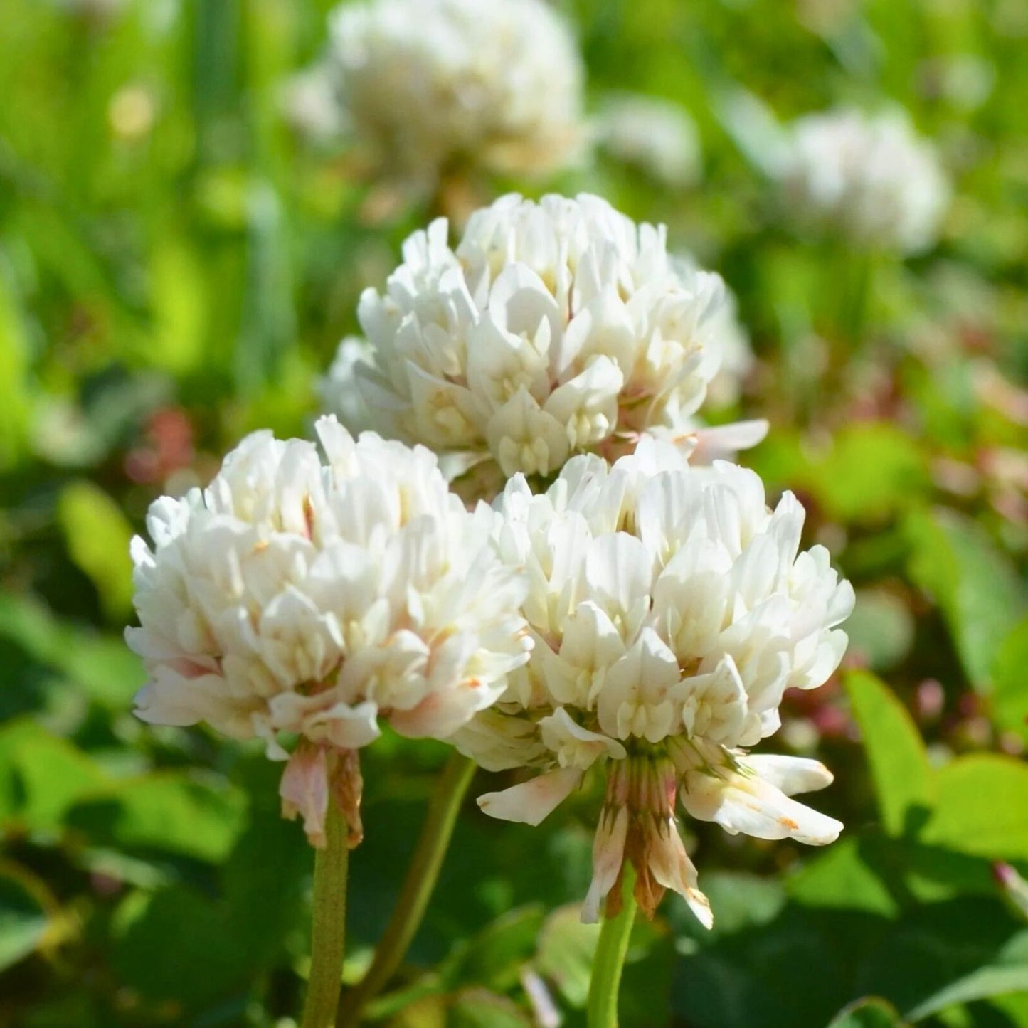 Dutch White Clover Plant 12+ Live Organic Roots Medium Nitrogen Fixer Trifolium repens
