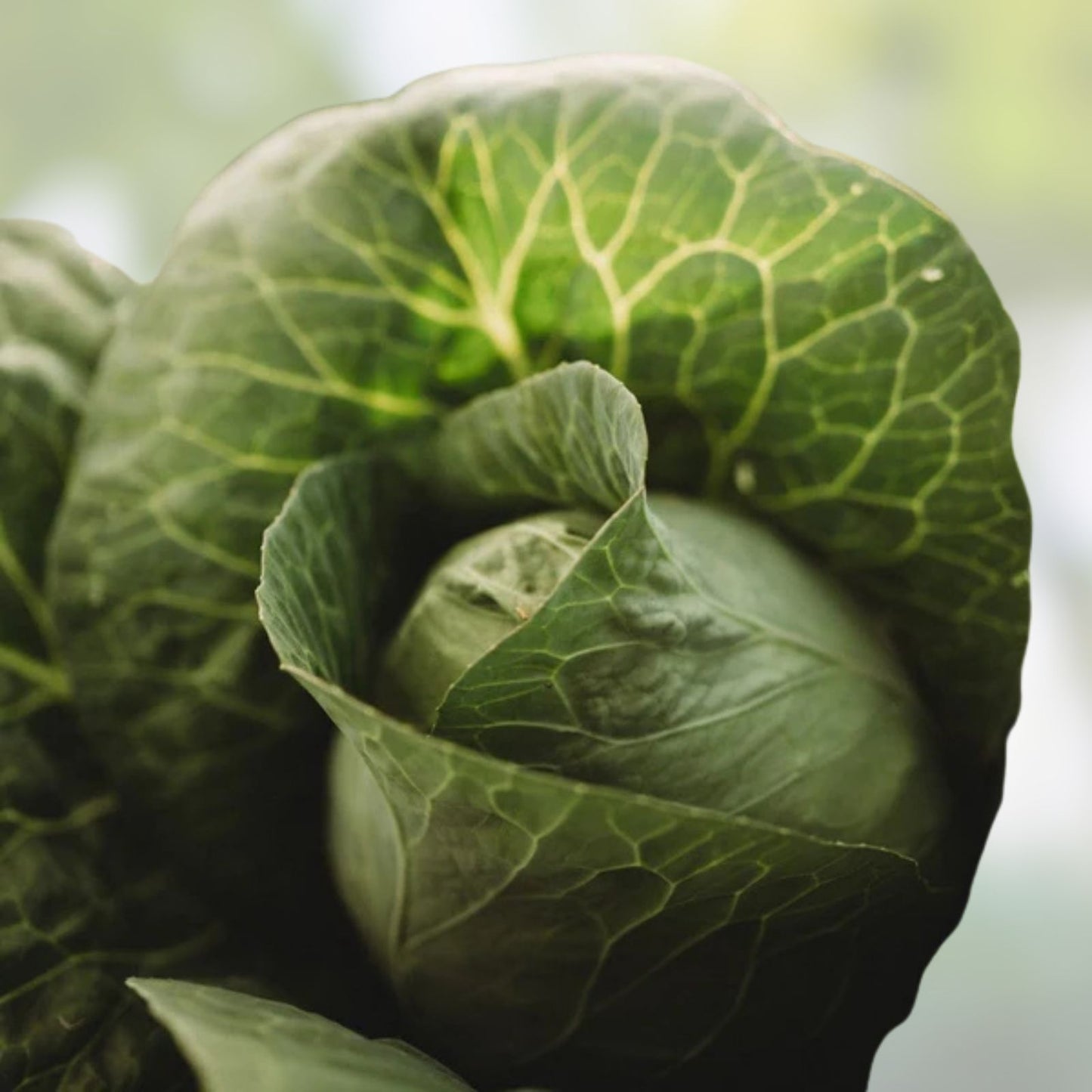Cabbage Seeds 50 Count Charleston Wakefield Heirloom Non-GMO Brassica oleracea Vegetable Seeds