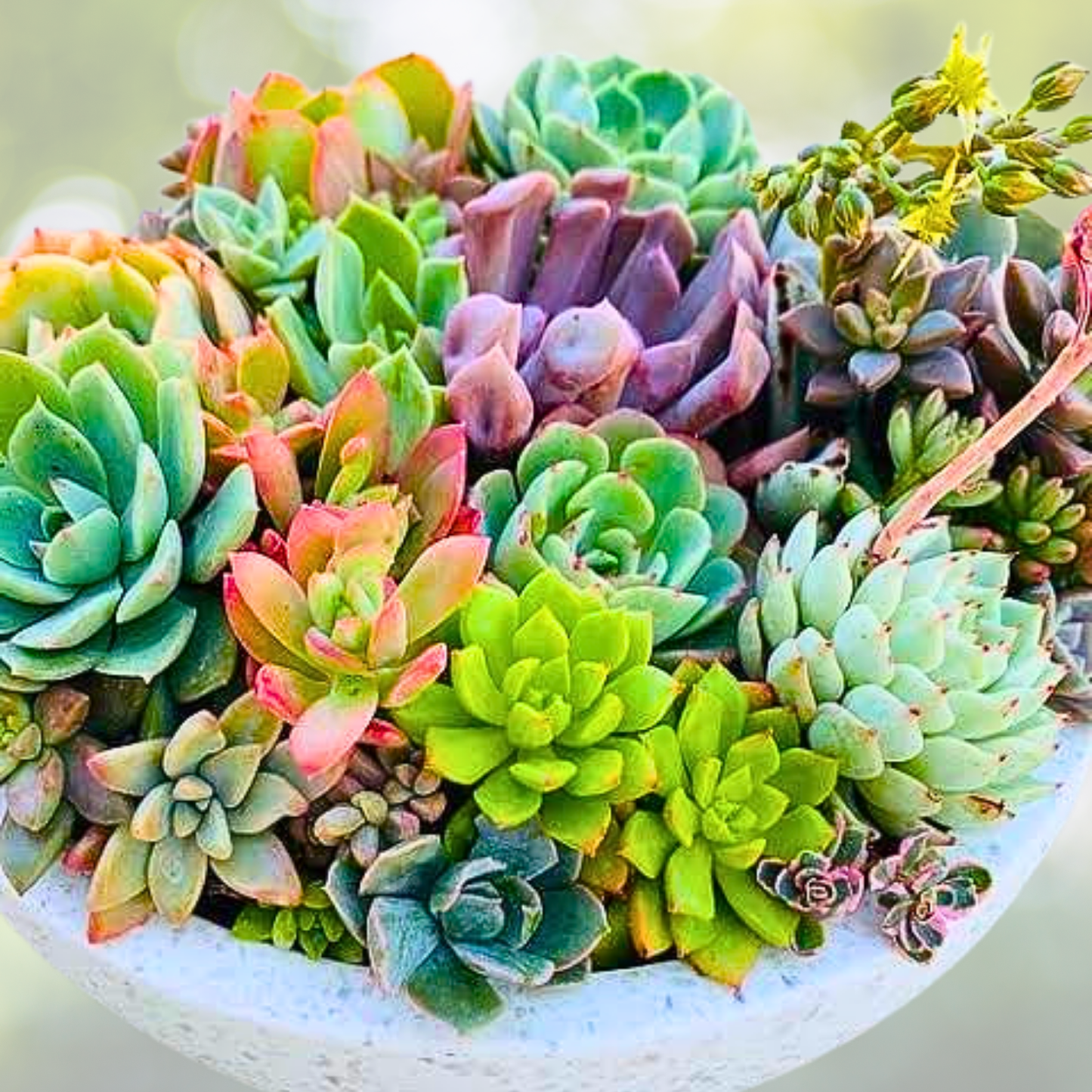 200pcs Rare Mixed Succulent Seeds - Colorful Varieties for Planting - Succulent Seeds Collection