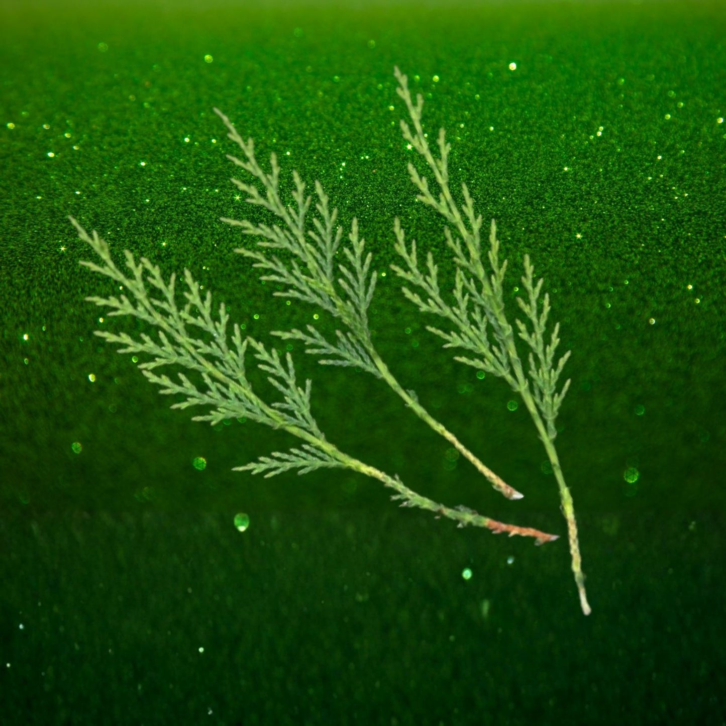 Leyland Cypress Cuttings - 15 Fresh Rooting Clippings - Cupressocyparis leylandii - Evergreen Privacy Hedge Plant Propagation
