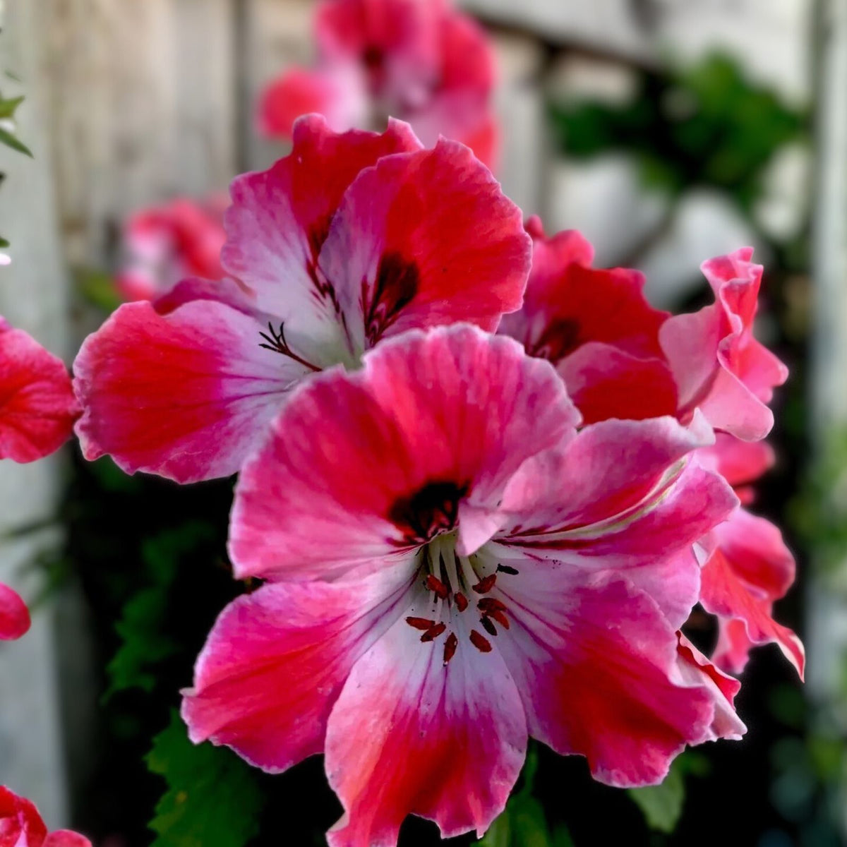Geranium Live Plant - 3" Pot - Reddish Pink & Maroon Perennial - Pelargonium