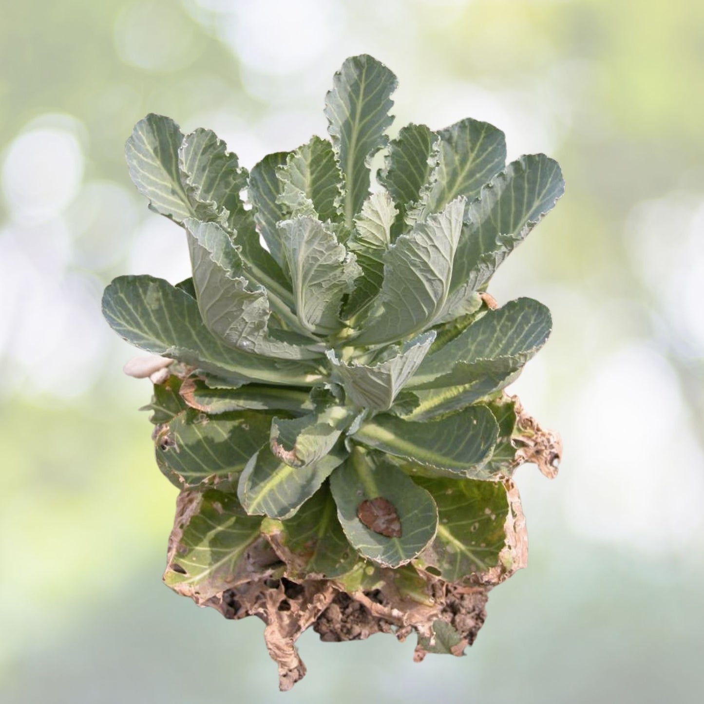 Golden Acre Cabbage Seeds | NON-GMO Heirloom | Fresh Garden Seeds | Brassica oleracea