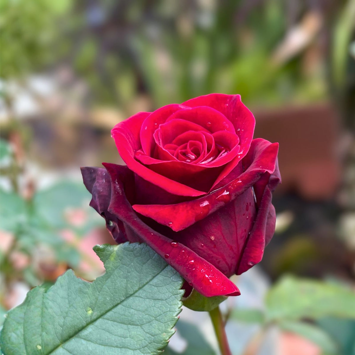 Blood Red Fragrant Rose Cuttings - 6 Inch Logs - 5 Pieces - No Roots - Rosa spp.