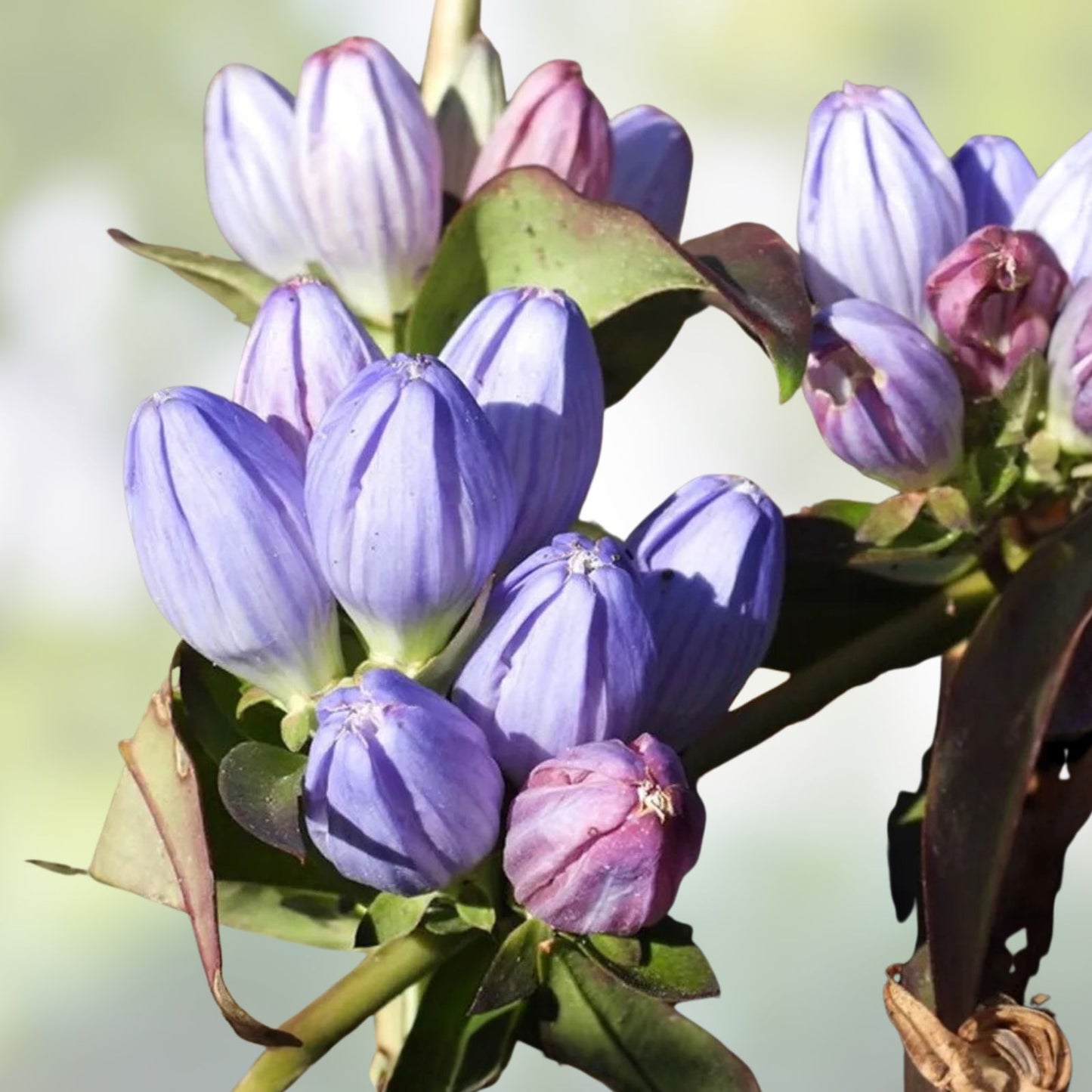 Bottle Gentian Flower Seeds - 100 Seeds - Gentiana andrewsii - Blue Perennial Wildflower Seeds for Garden Planting