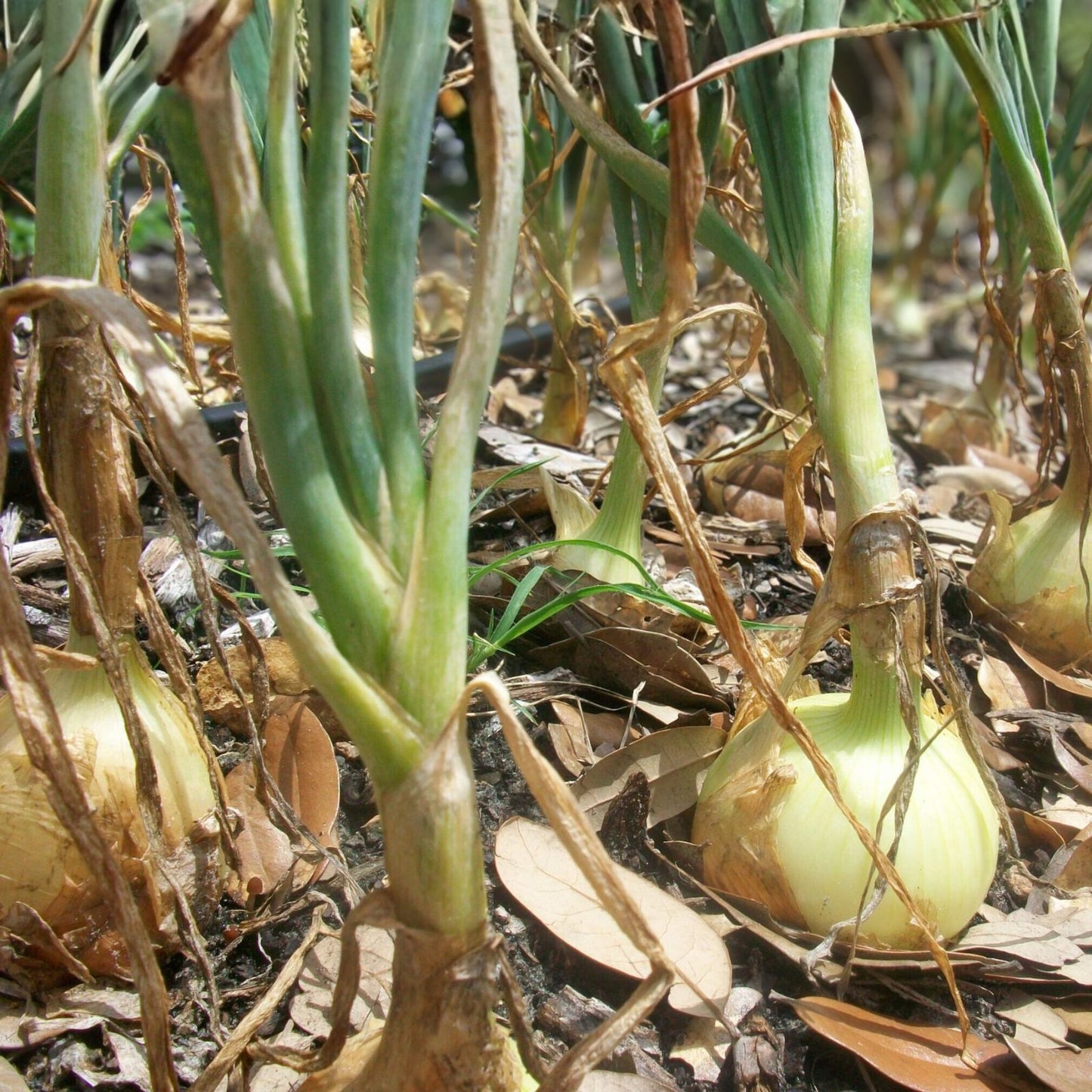 Texas Early Grano Onion Seeds - Heirloom, 100 Seeds, Short Day, Vidalia Type, Allium cepa
