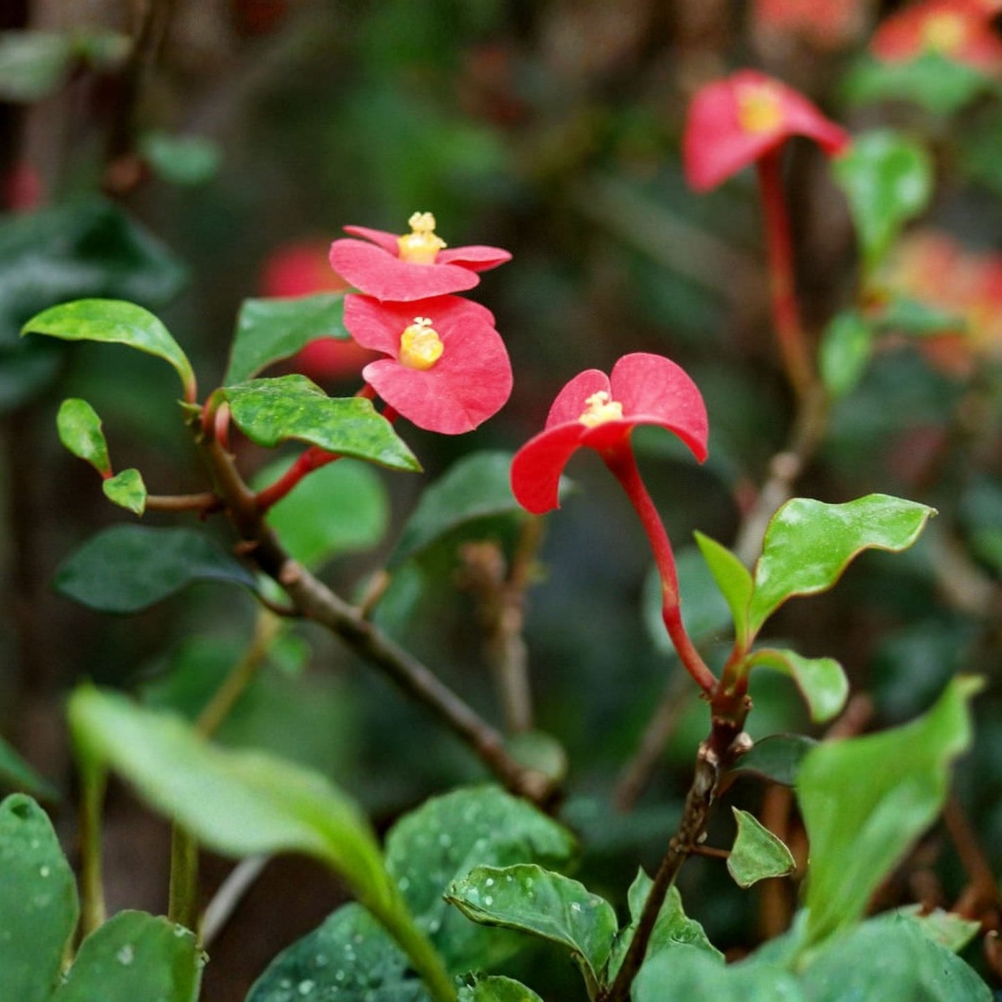 Euphorbia Geroldii Thornless Crown of Thorns Plant - 3in Pot, Colorful Blooms, Easy Care Succulent, Low Maintenance Houseplant