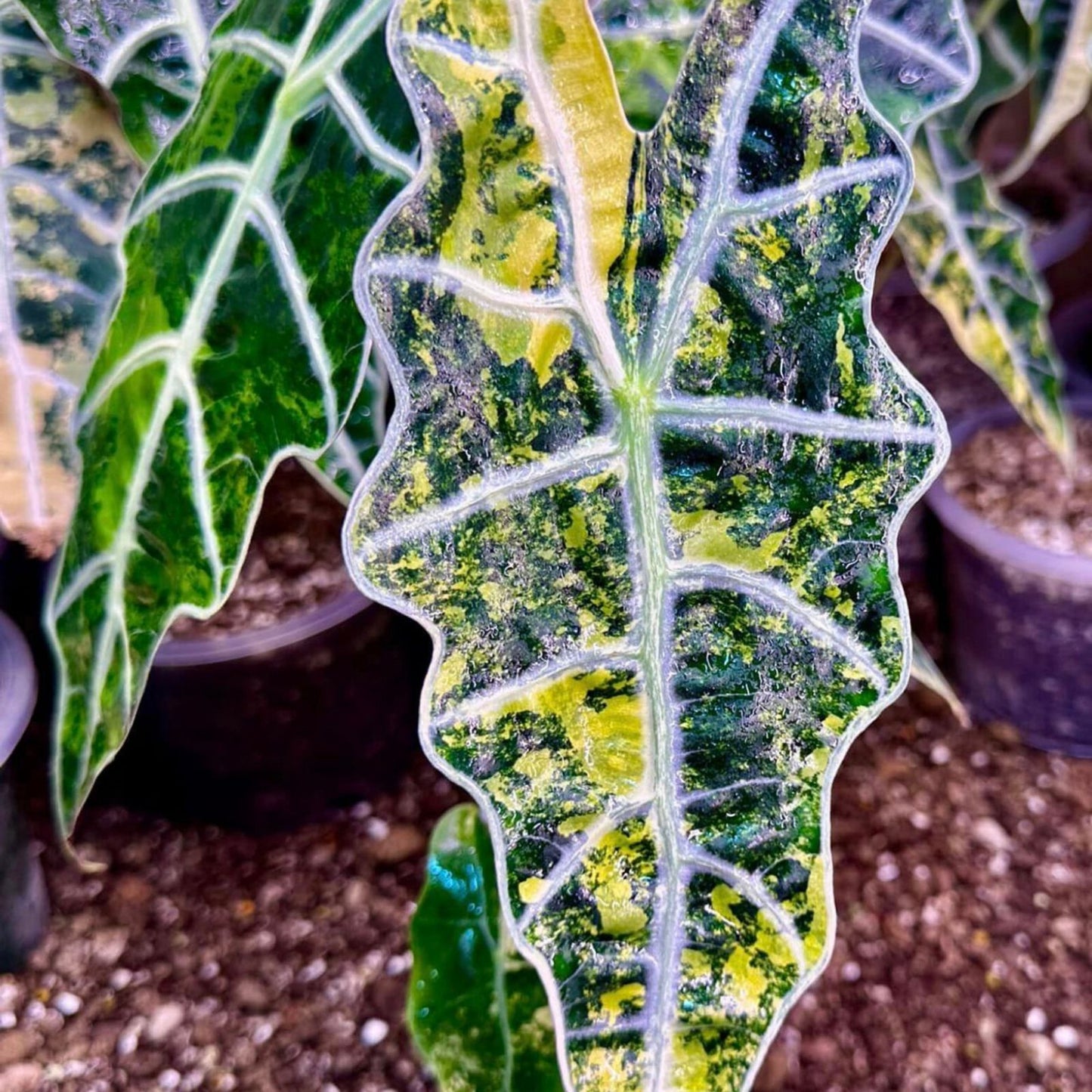 Variegated Alocasia Sanderiana Bull Aurea Corm – Rare Houseplant for Collectors