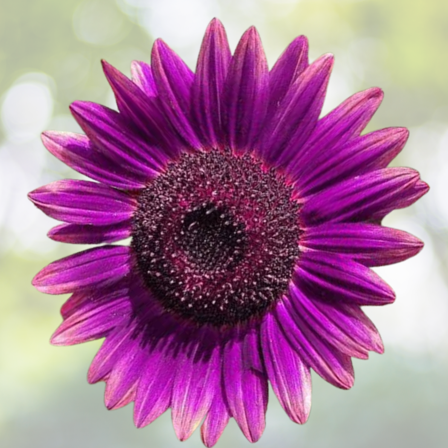 50pcs Purple Sunflower Seeds - Non-GMO Heirloom Garden Seeds - Helianthus annuus