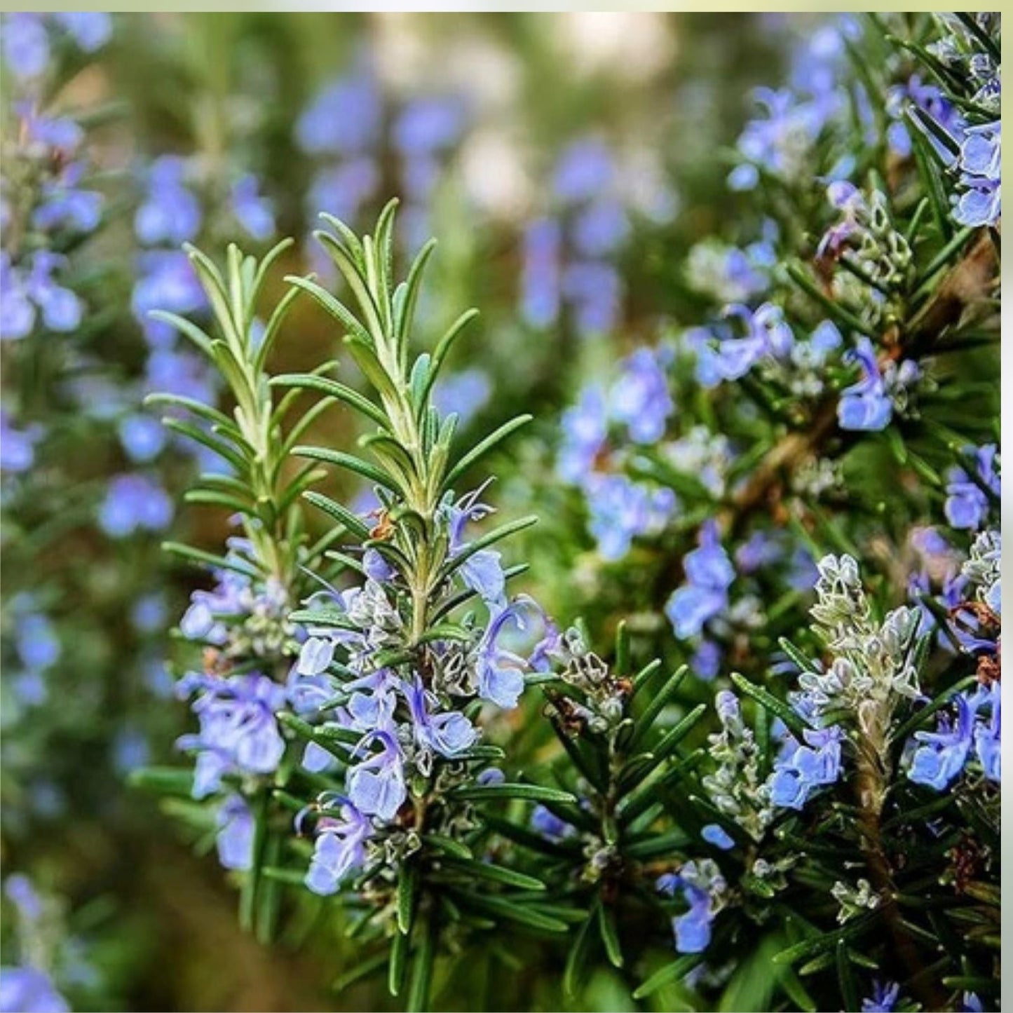 Live Rosemary Cuttings - 8 Fast-Growing Plants - Rosmarinus officinalis Herb Garden Starter