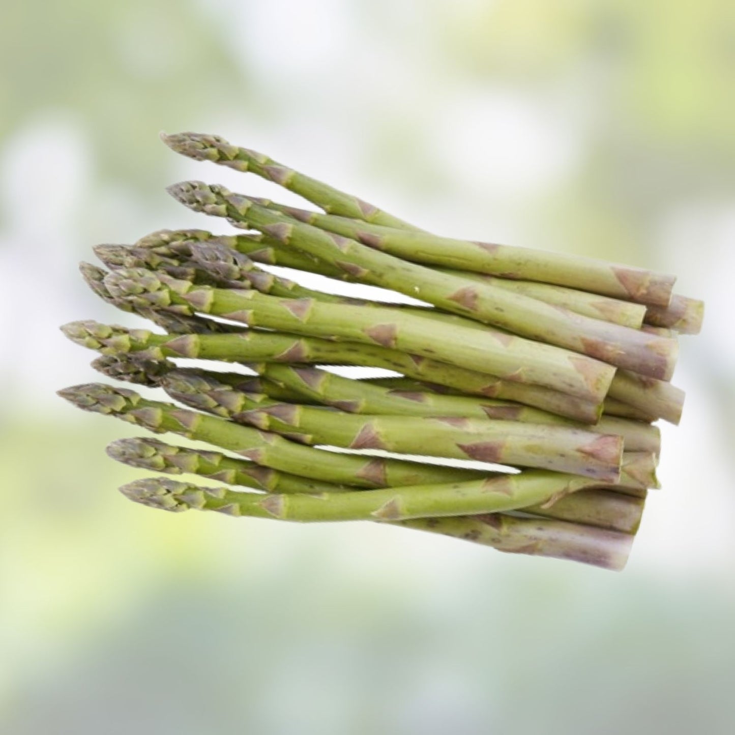 Green Asparagus Seeds | 150+ Non-GMO Garden Seeds for Planting | Asparagus officinalis