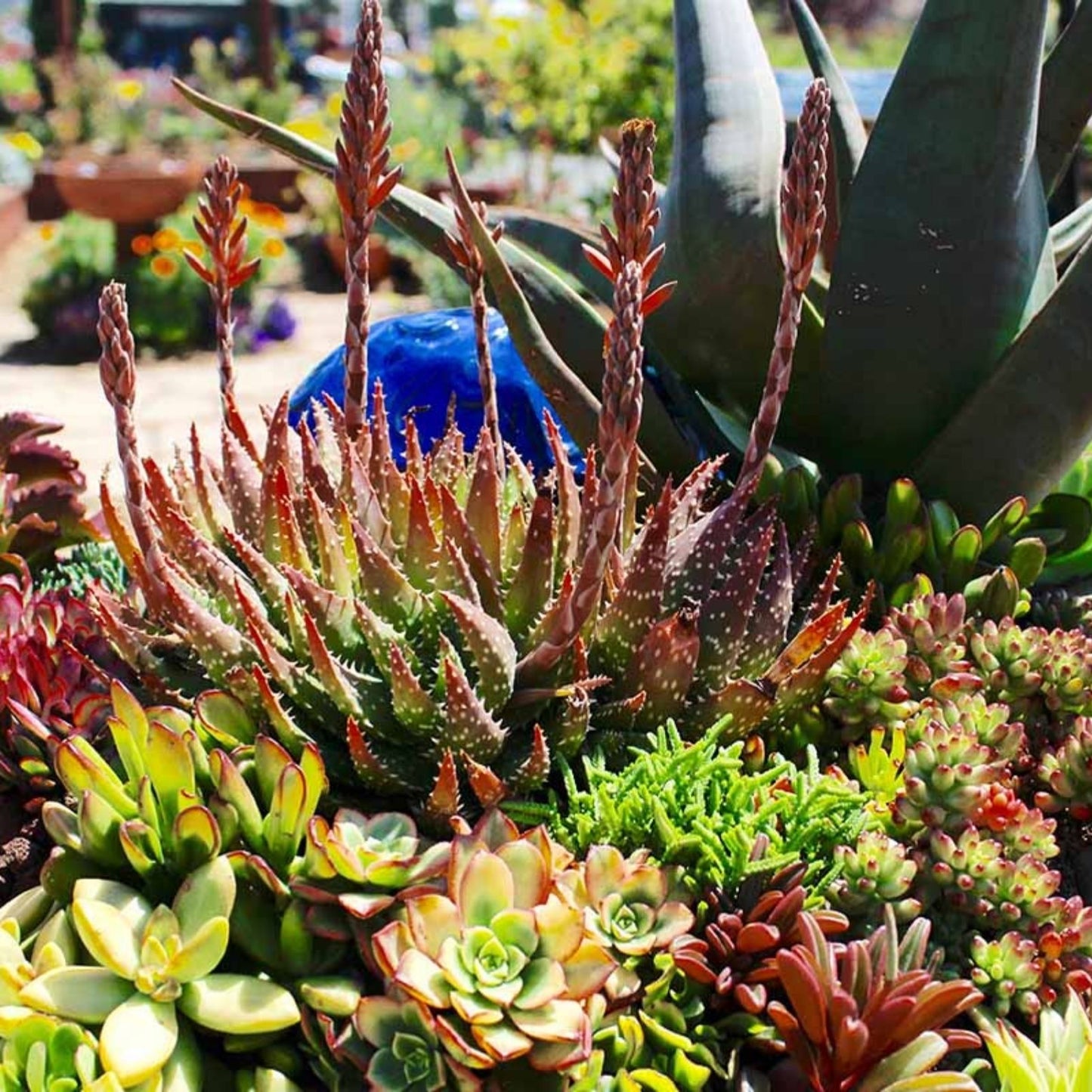 Giant Cactus Cuttings – Healthy Indoor/Outdoor Succulents – Various Varieties – Easy to Grow Desert Plants