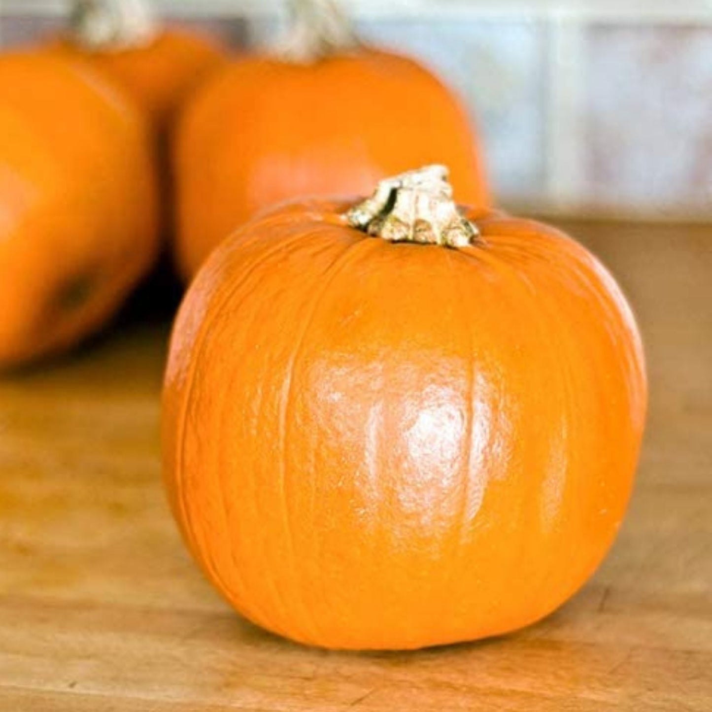 Pumpkin Seeds for Planting – 20 Sugar Sweet Pumpkin Seeds – Grow Delicious Pumpkin Pie Varieties – Cucurbita pepo