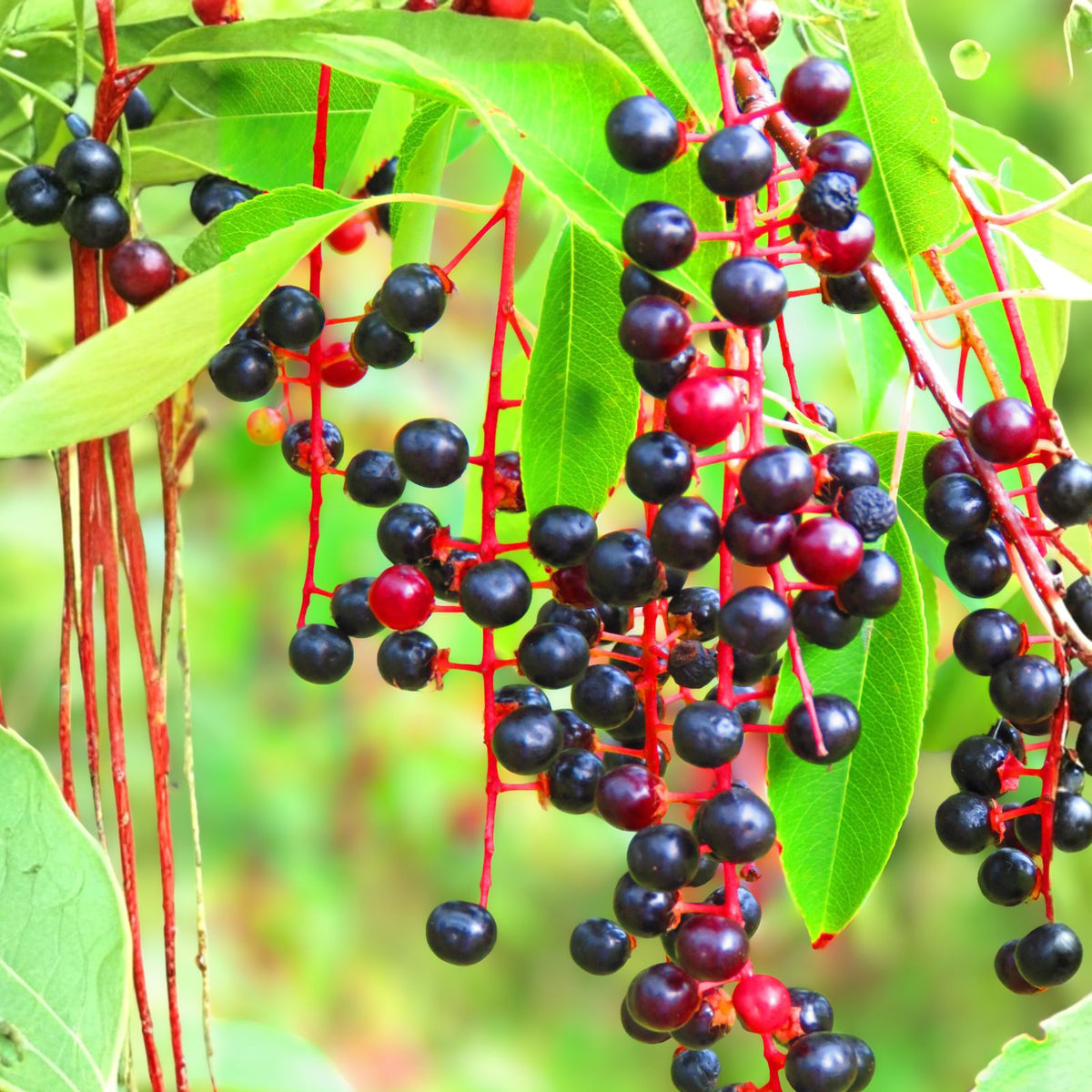 Black Cherry Seeds 15 Pack | Sweet Edible Fruit | Prunus serotina | Native to USA | Rum Cherry | Hardy in Zones 3-9