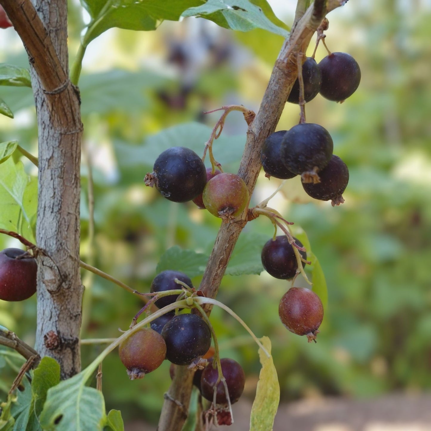 Black Currant Cuttings 8-10 Inches for Propagation - Ribes nigrum Rooting Starter Plants