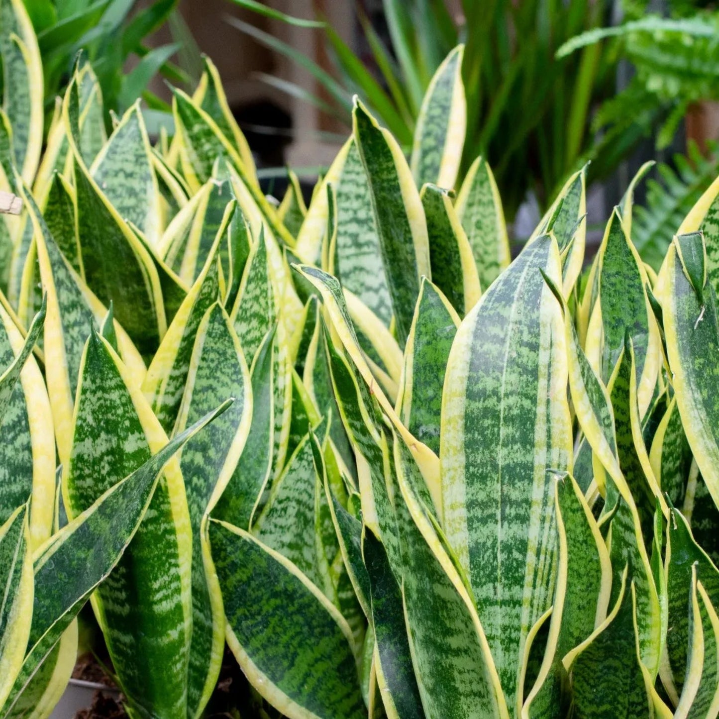 Snake Plant Cutting - Sansevieria Trifasciata - Indoor Houseplant Propagation - Easy Care Succulent - Live Plant Sample