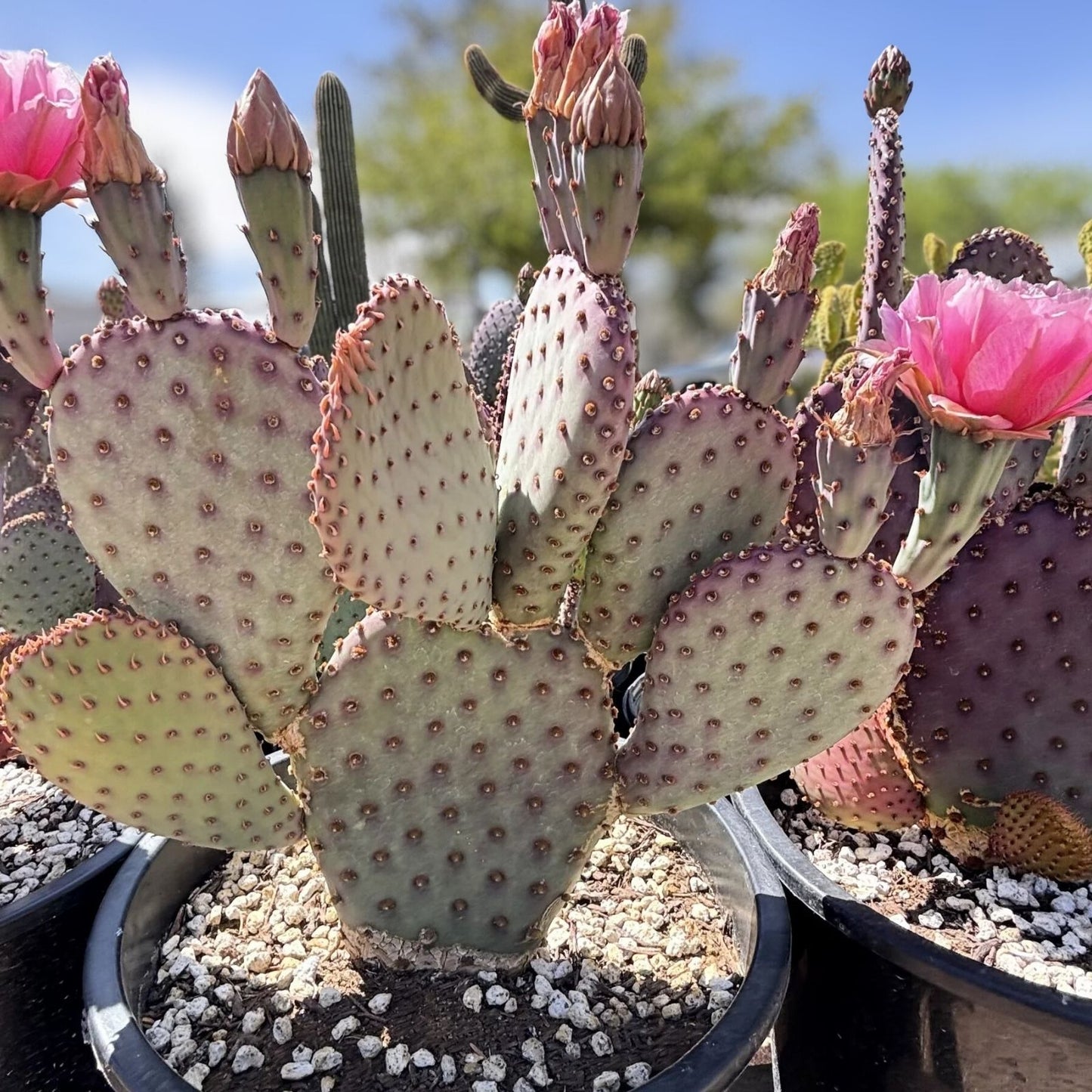 Opuntia basilaris Beaver Tail Cactus 1 Pad Pink Flowers Succulent Desert Plant Buy 2 Get 1 Free
