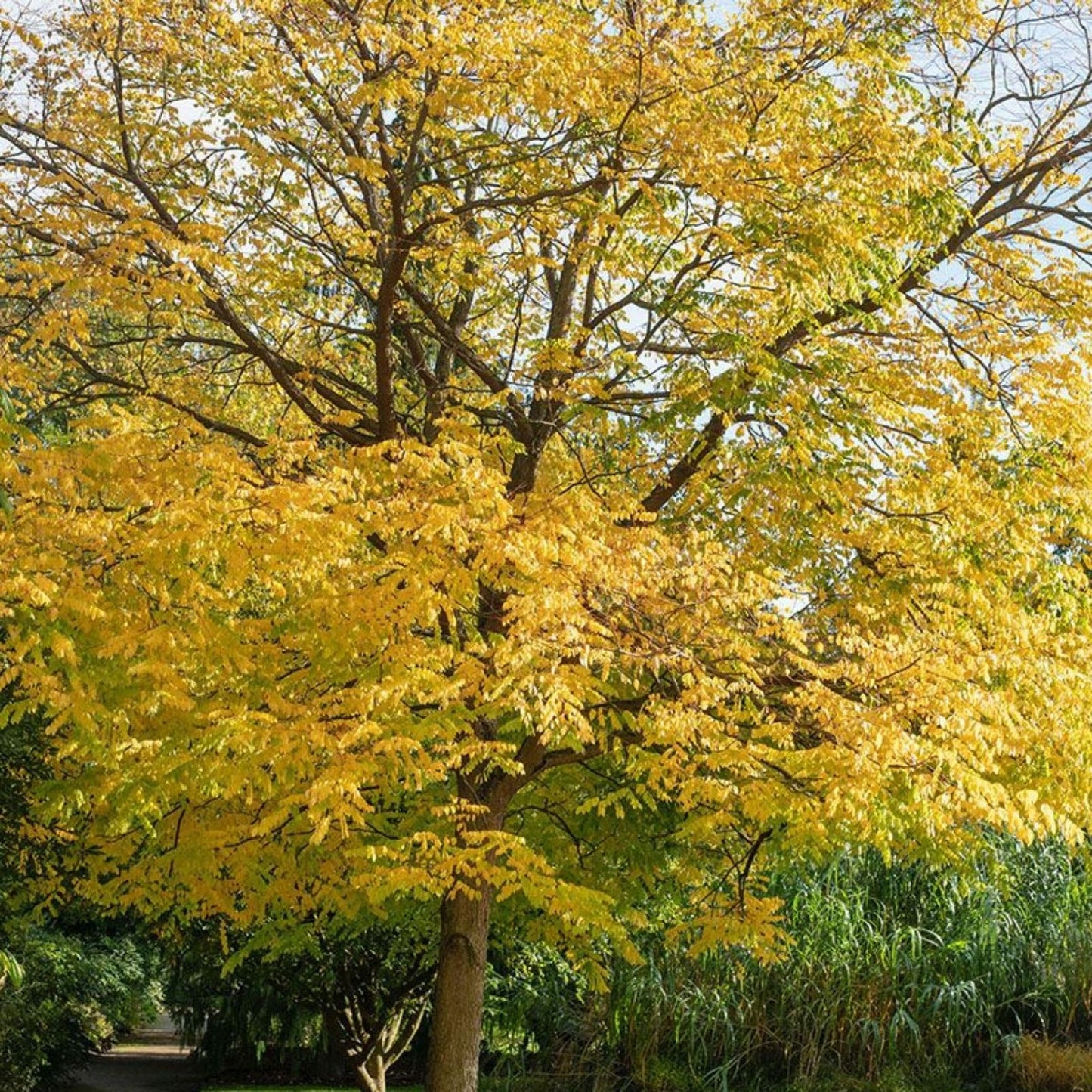 Kentucky Coffee Tree Live Plant Set of 2 – 8-16 Inches – Gymnocladus dioicus – Drought Resistant Ornamental Trees