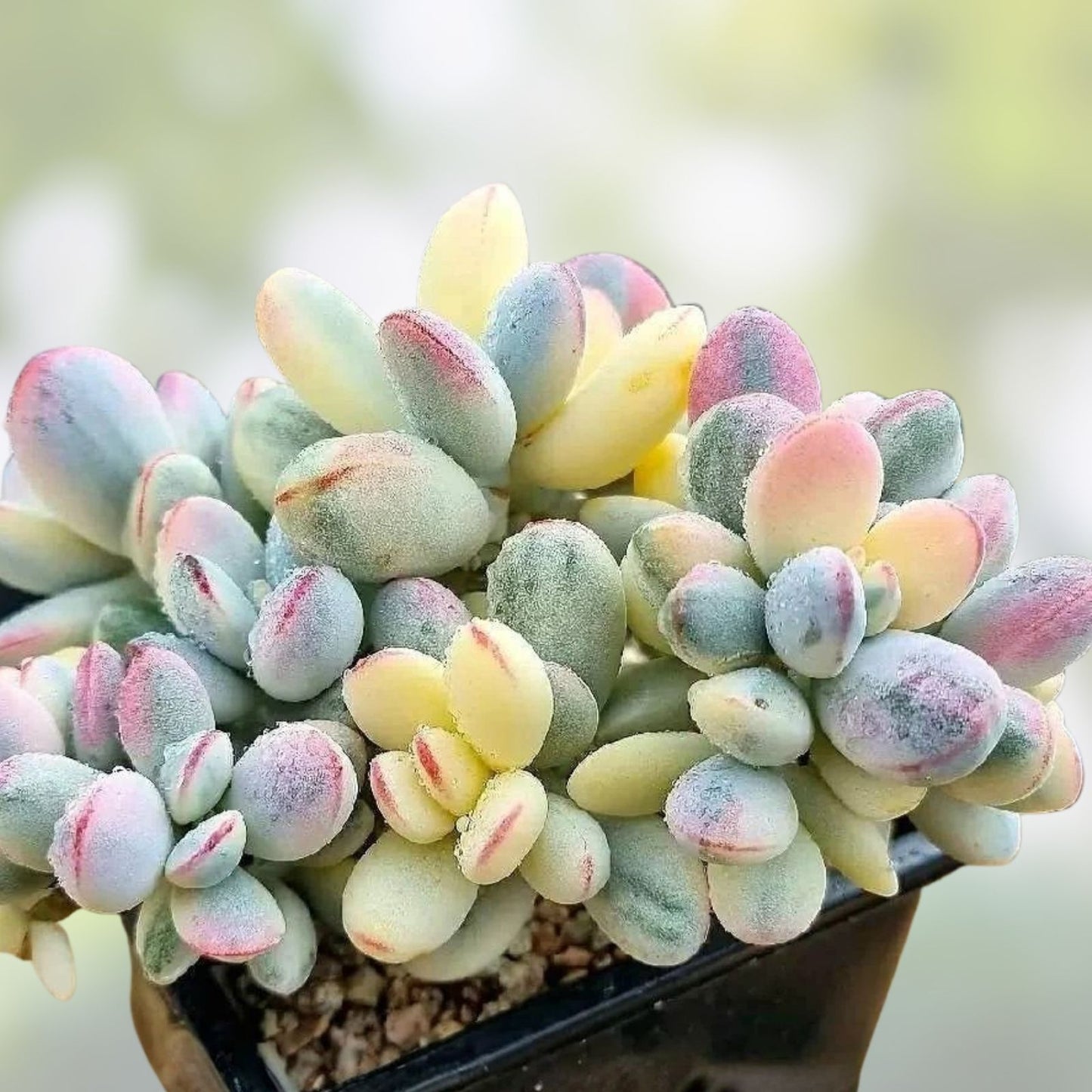 Fresh Live Cotyledon Orbiculata Succulent Cuttings – 3 Garden Plants for Indoor Gardening and Home Decor