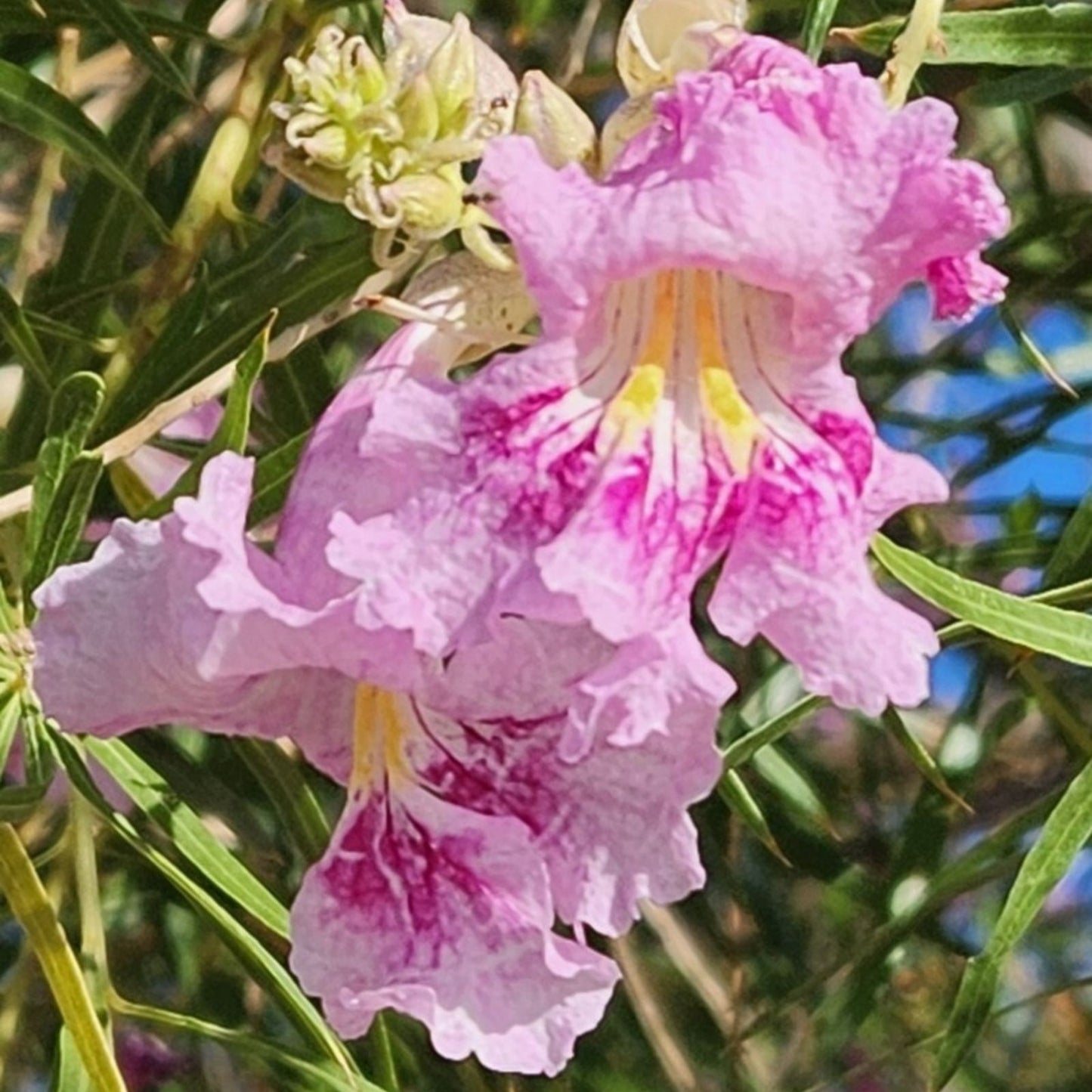 Desert Willow Tree Seeds - 40+ Freshly Harvested, Purple Orchid Flowers, Chilopsis linearis, Drought Tolerant Plant Seeds
