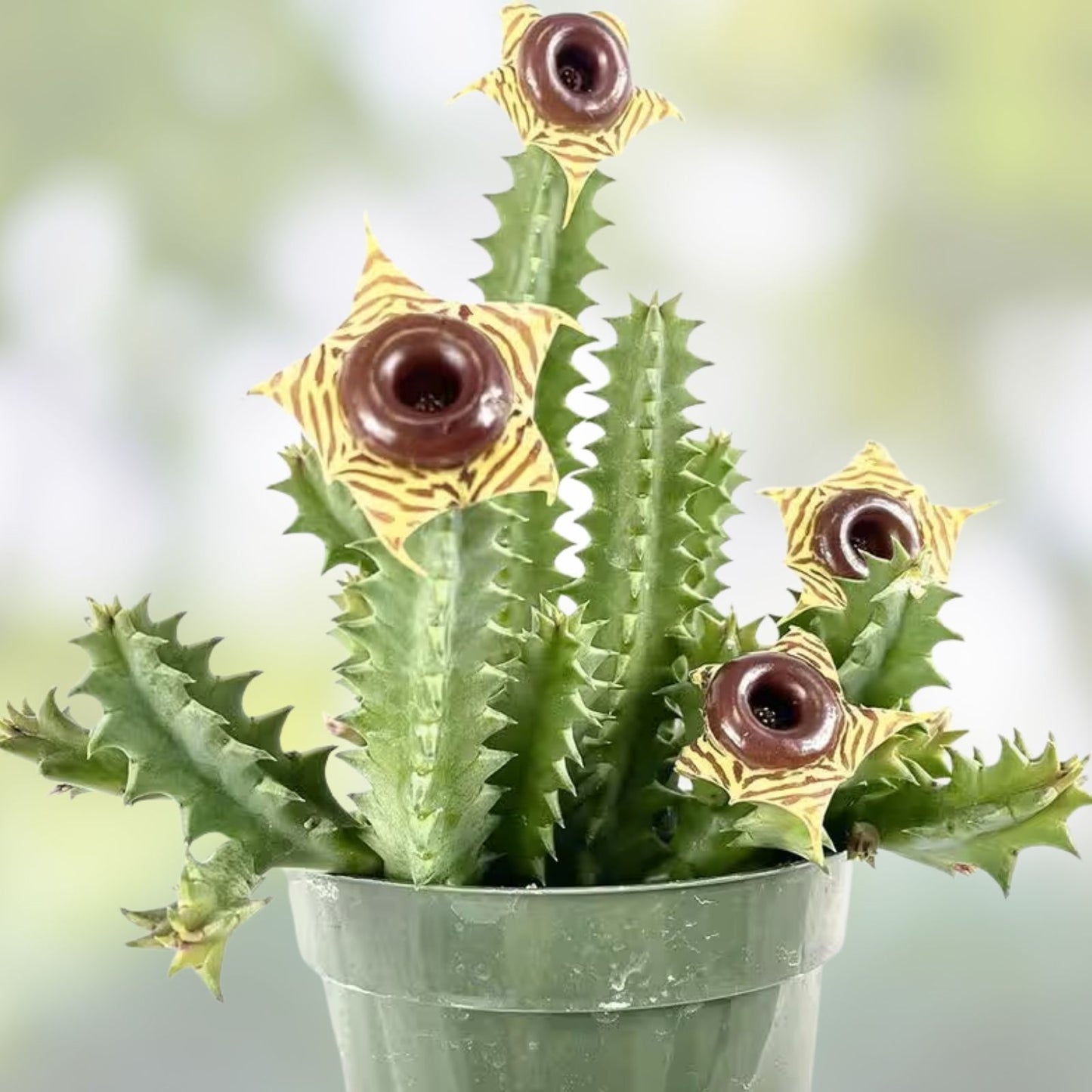 Huernia Pendula Cutting - Bootlace Huernia Succulent Plant - 4-5 Inches - Unique Houseplant - Easy Care Cactus Alternative