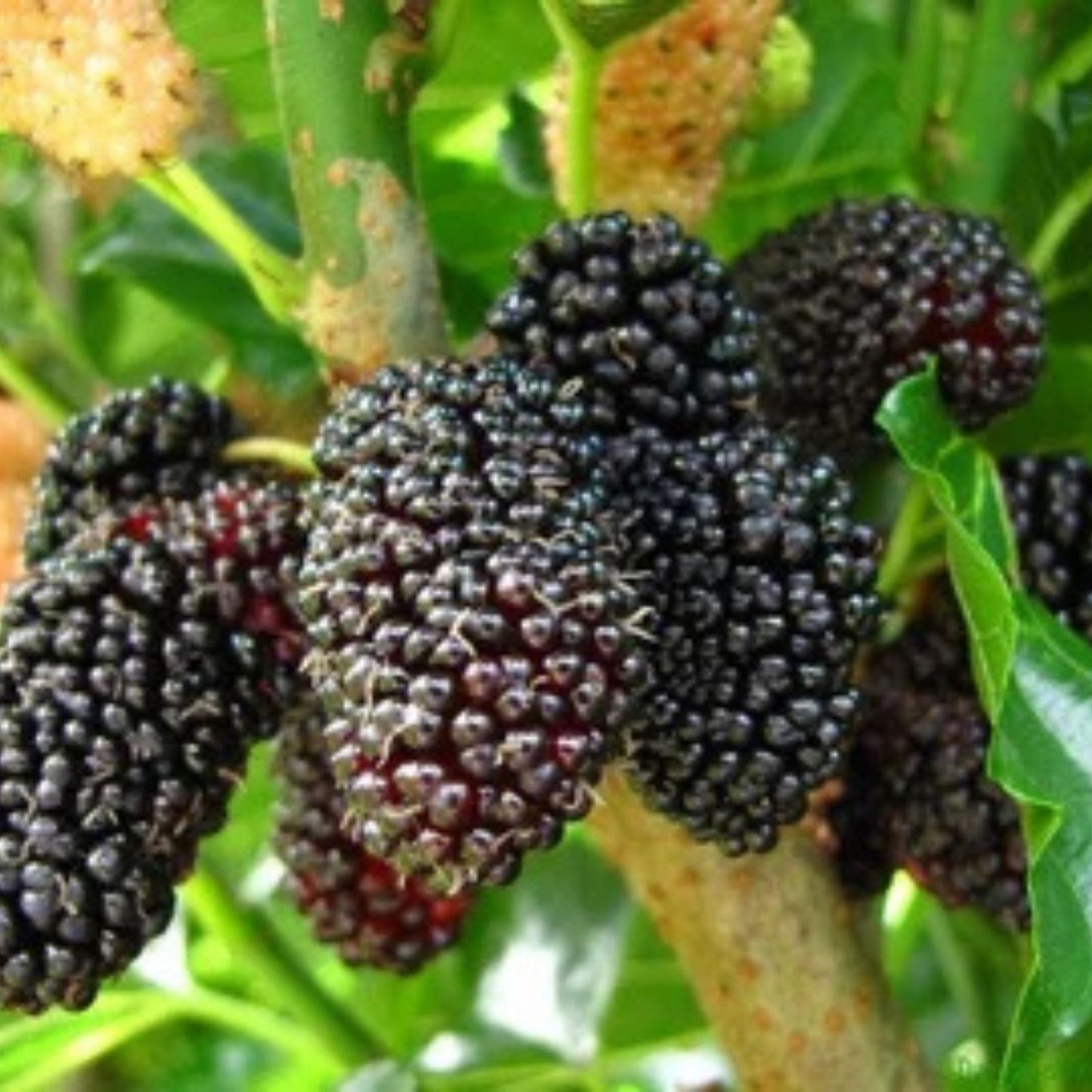 Pakistan Mulberry Cuttings - 10 Organic Fresh Rooting and Grafting Plant Cuttings - Morus alba