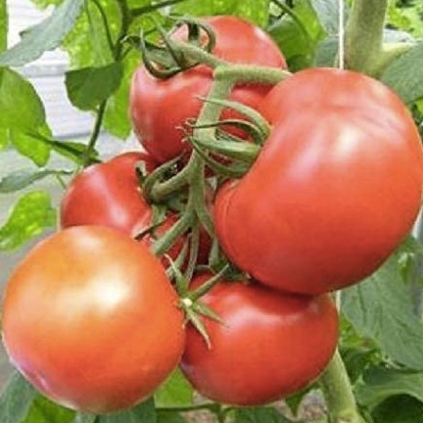 Rutger’s Heirloom Tomato Seeds - 100+ Fresh Garden Vegetable Seeds - Solanum lycopersicum - USA Grown