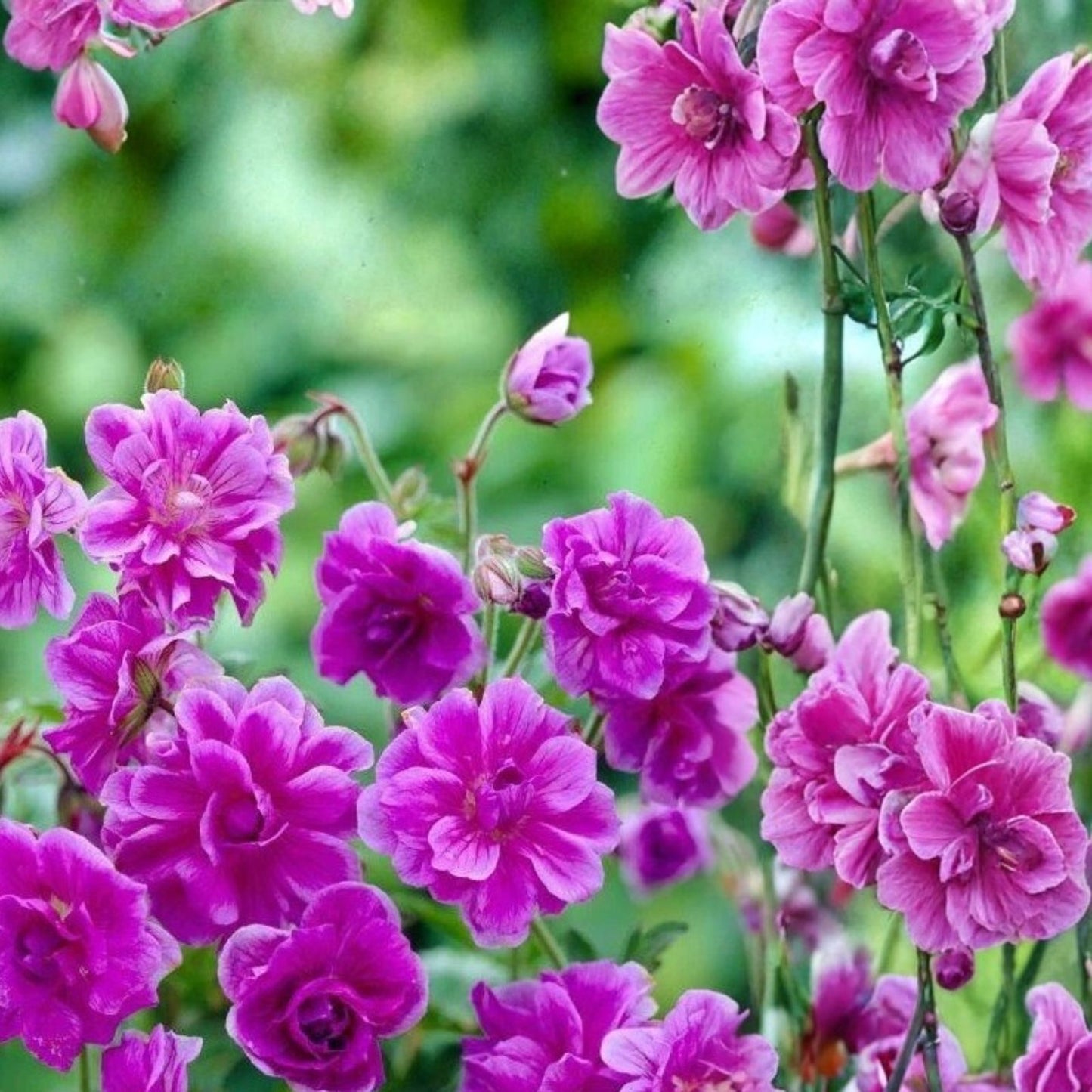 Geranium Seeds 100+ Berry Phantom Fragrant Fresh Flower Non-GMO Pelargonium spp.