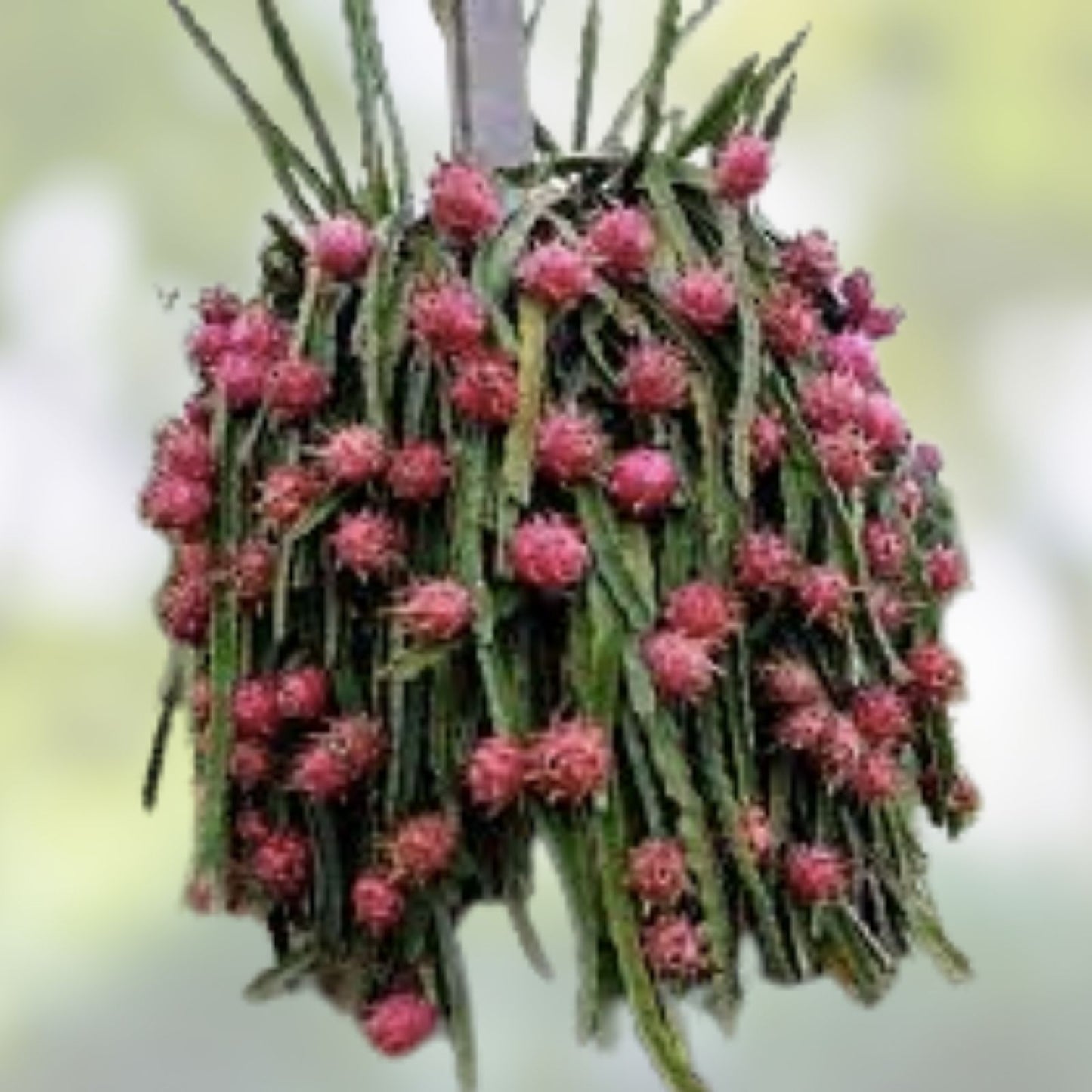 Desert King Dragon Fruit Cutting 15-18 Inches - Hylocereus undatus - Edible Fruit Cactus Plant for Garden or Indoor Growing