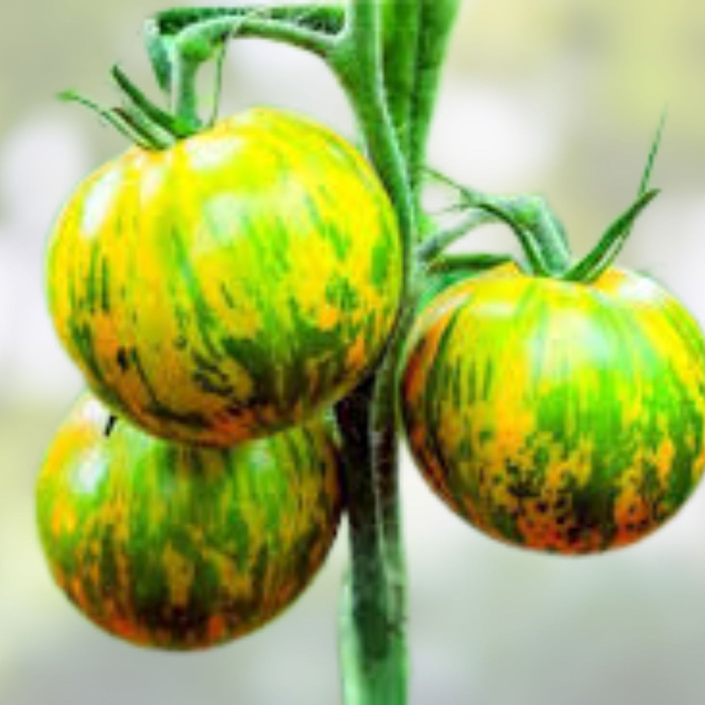 Green Zebra Tomato Seeds - 100+ Heirloom Variety, Green Striped Fruit, Solanum lycopersicum, USA Grown
