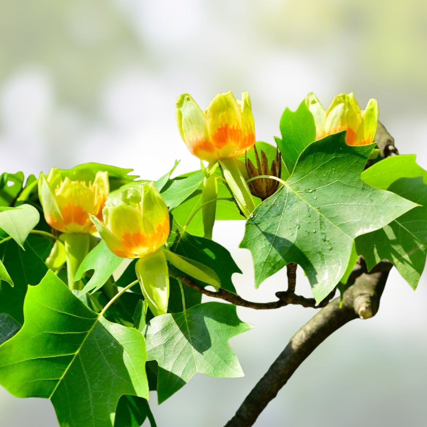Tulip Poplar Seeds 25 Pack, Fast Growing Tree with Tulip-Shaped Flowers, Liriodendron tulipifera