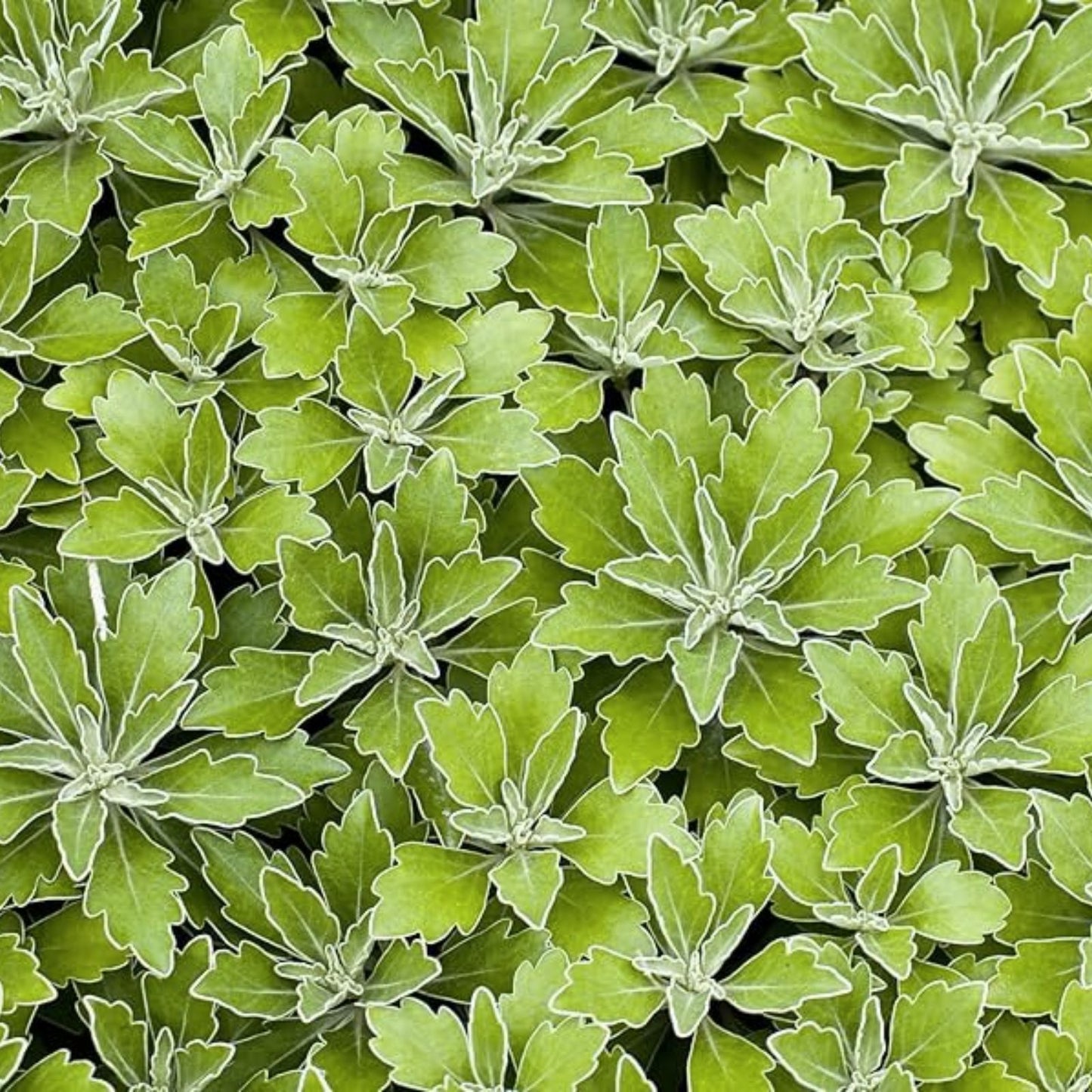 Lambsquarters Seeds for Planting 100 Seeds Organic Chenopodium Album Non-GMO Edible Greens Heirloom