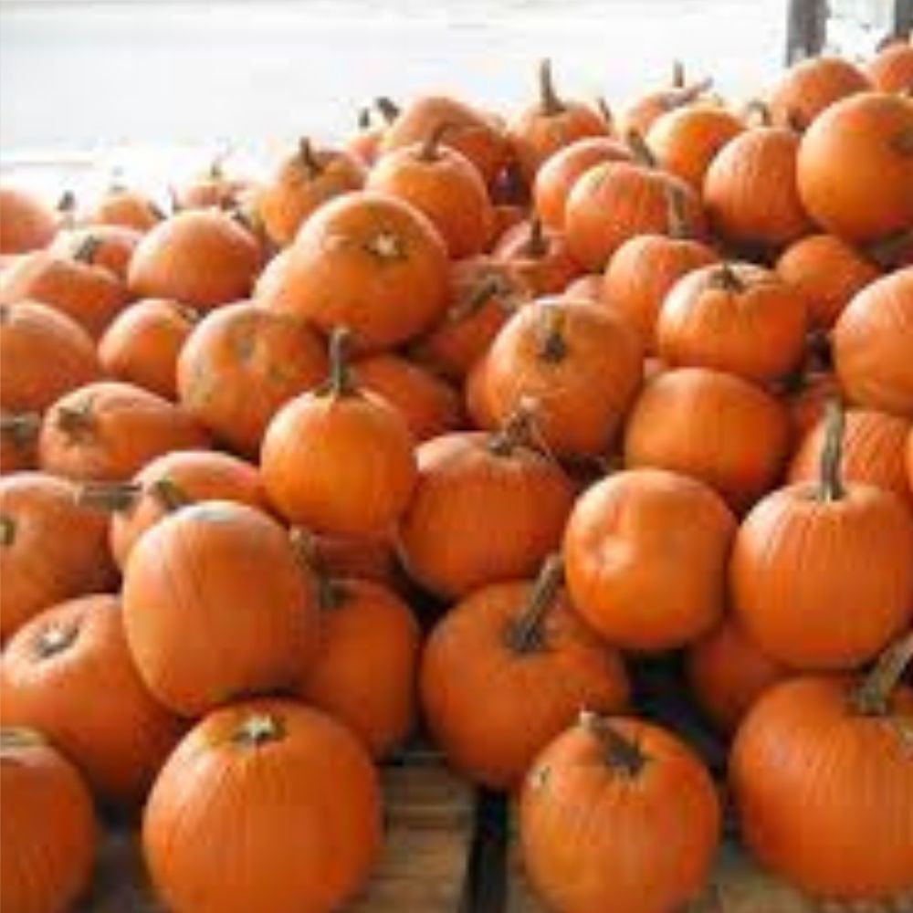 Organic Kettle Corn Pumpkin Seeds 10 Pack Non-GMO USA Heirloom Seeds for Home Gardening Cucurbita pepo