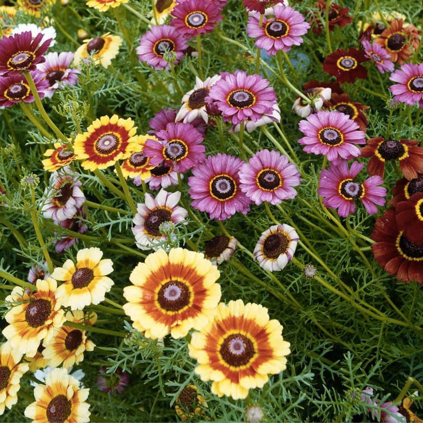 Painted Daisy Seeds 200 Organic Perennial Seeds Bright Colorful Blooms USA Grown Free Shipping