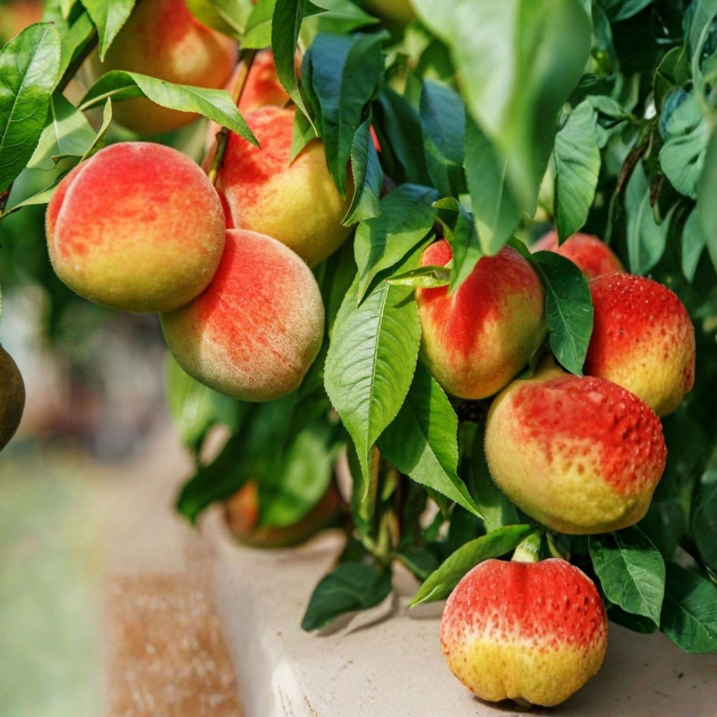 Fresh Cuttings Yellow Peach Tree - Organically Grown Prunus persica - 6 No Roots Planting Material