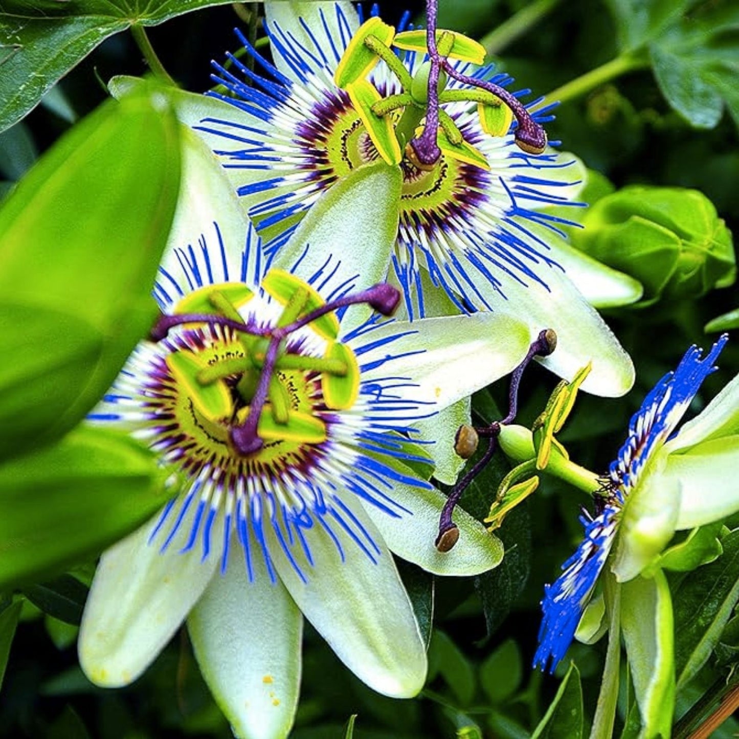Jessea Multivenia Seeds 30 Pack - Exotic Tropical Shrub for Planting, Rare Garden Seeds, Ornamental Vine, Climbing Plant, Passifloraceae