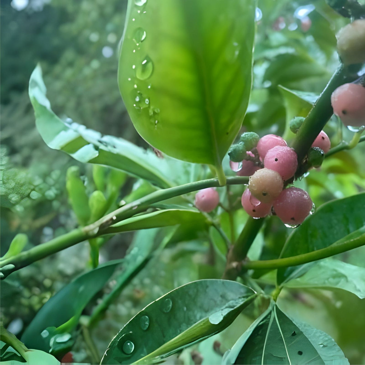 Orange Berry Ginberry Starter Tree - 4-6" Seedling - Glycosmis pentaphylla Tropical Fruit Plant