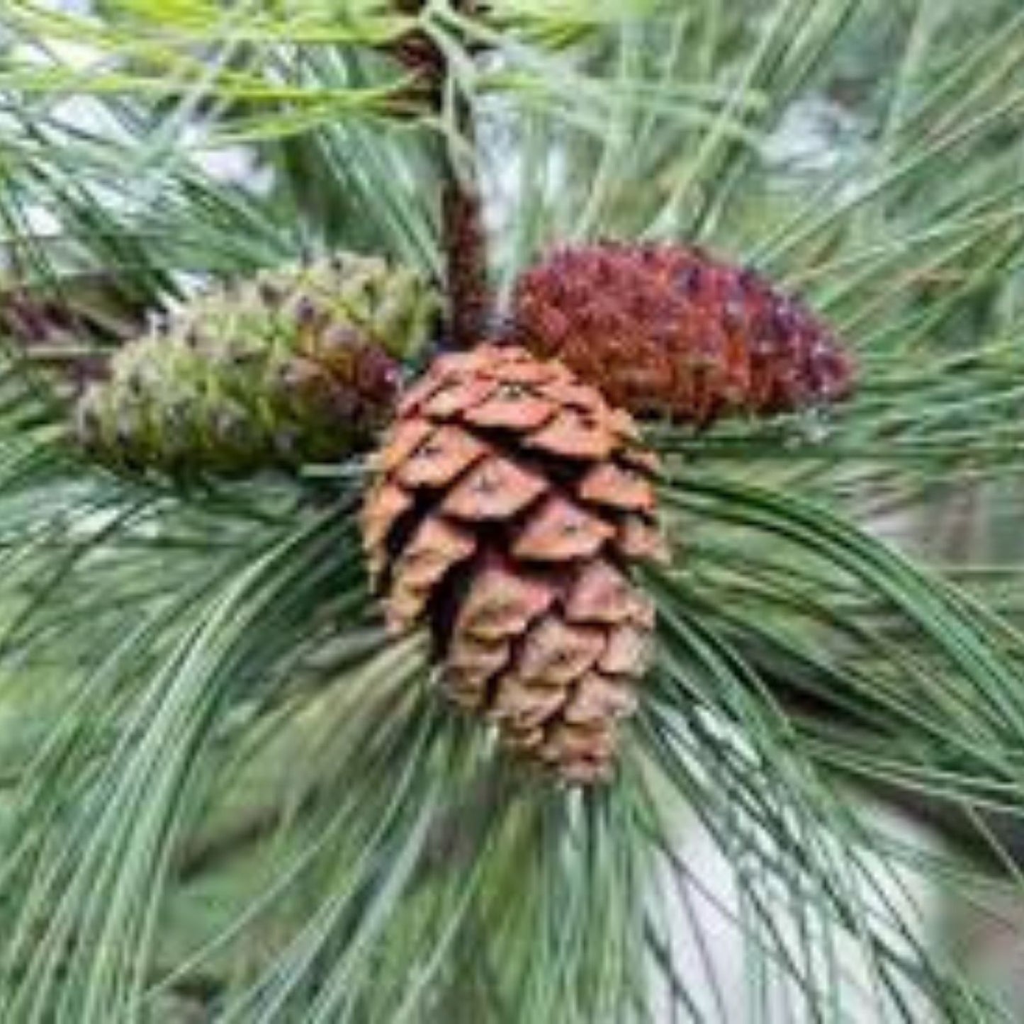 Ponderosa Pine Tree Seeds 30 Pack - Western Yellow Pine - Pinus ponderosa - Ideal for Planting and Landscaping