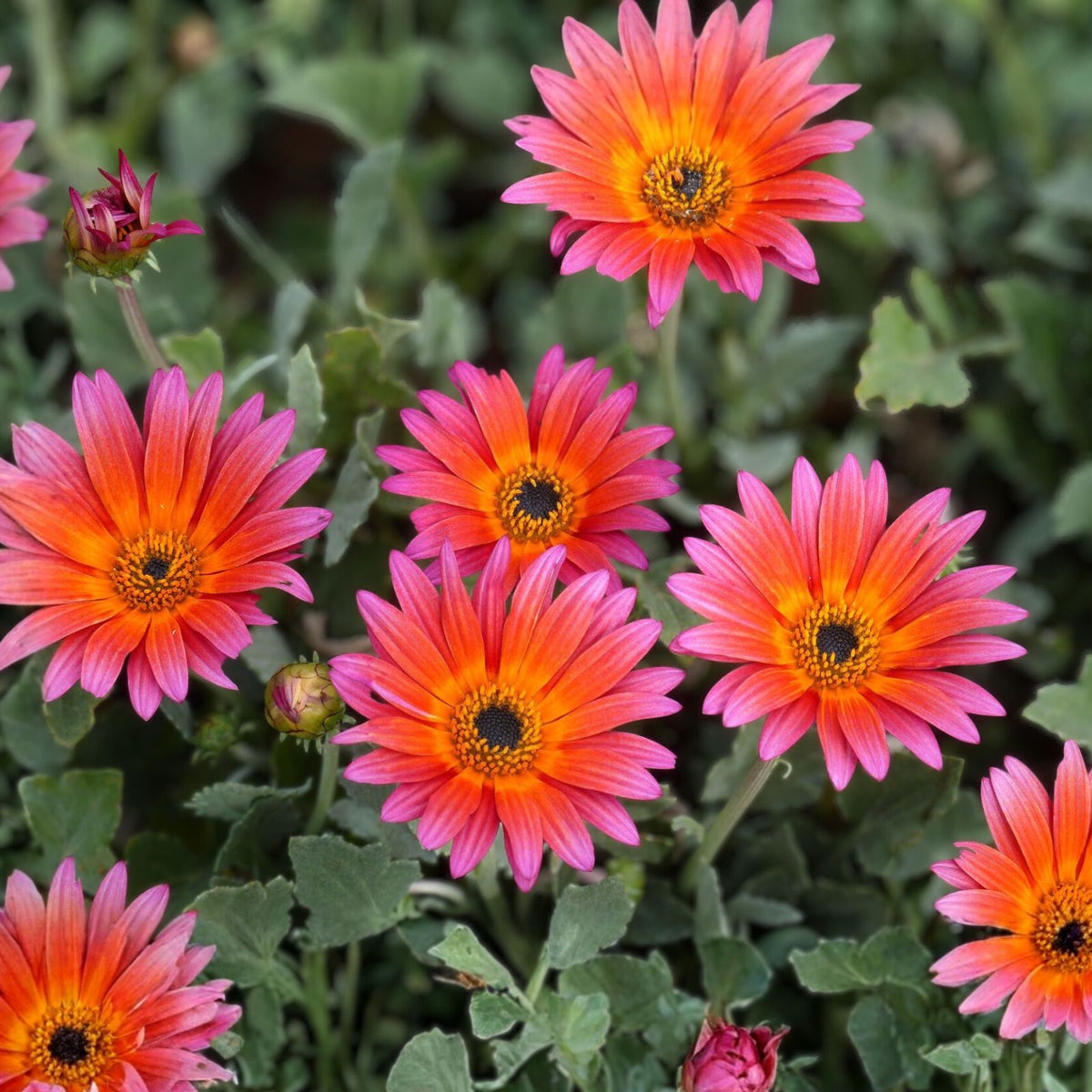 African Daisy Plant - Cream and Yellow - Perennial in Quart Pot - Osteospermum