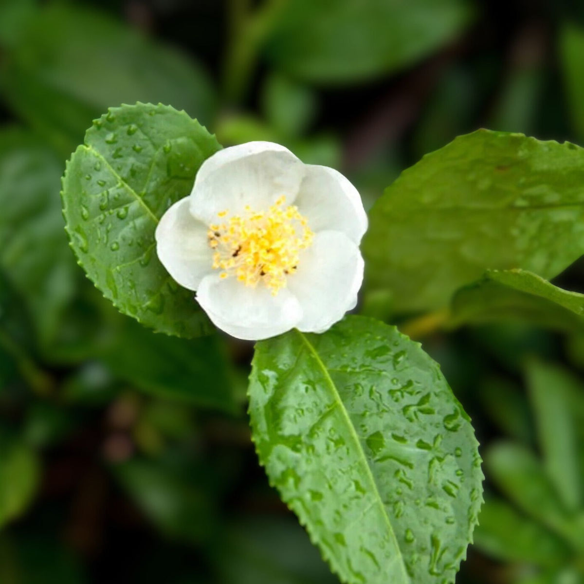 Tea Plant 1 Gallon - Camellia sinensis - Live Indoor Plant for Tea Brewing and Home Gardens